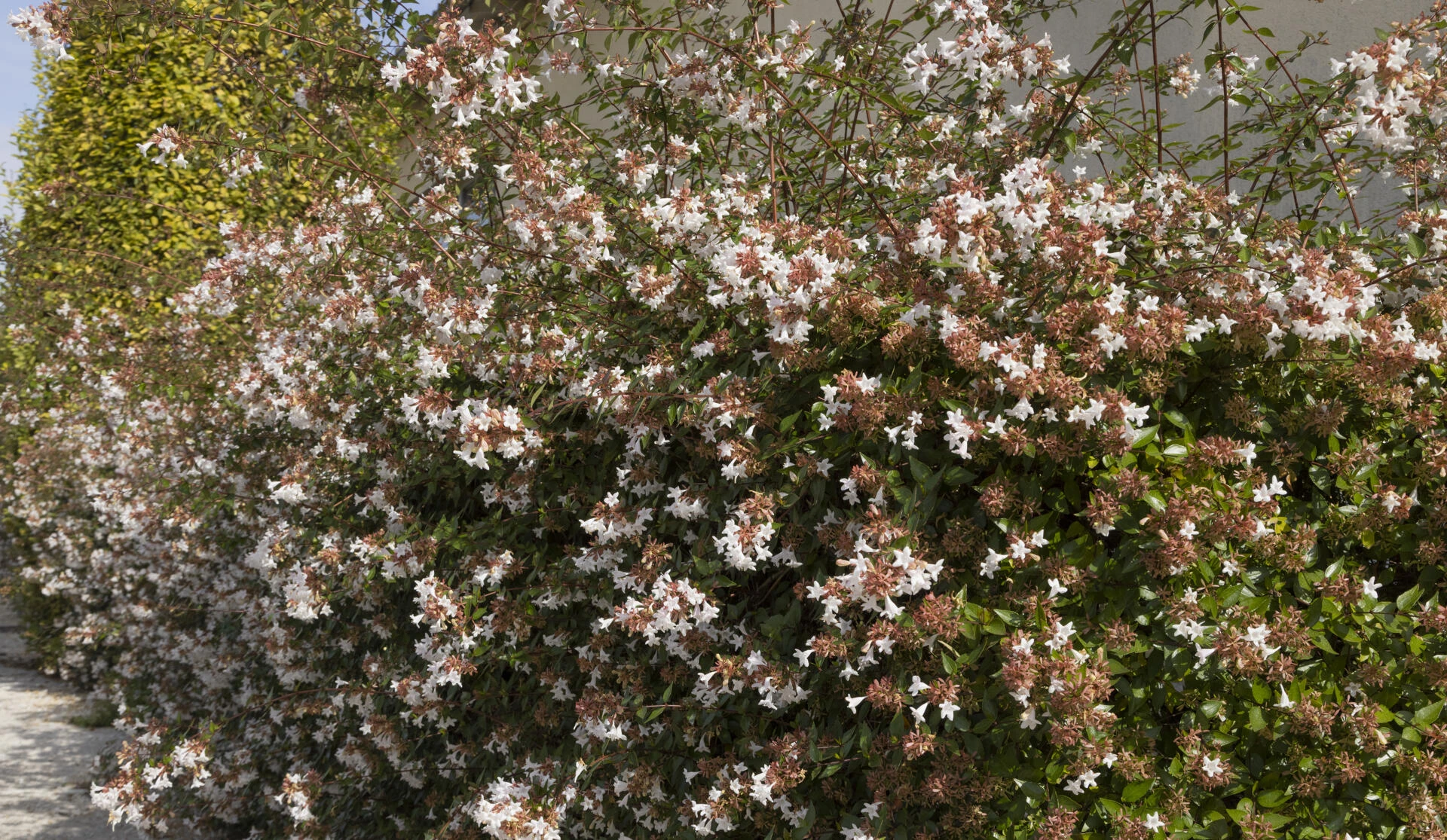 ABELIA x grandiflora