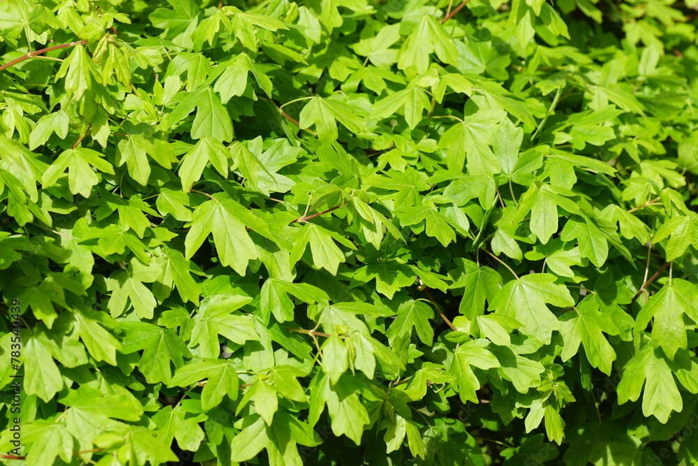 ACER campestre