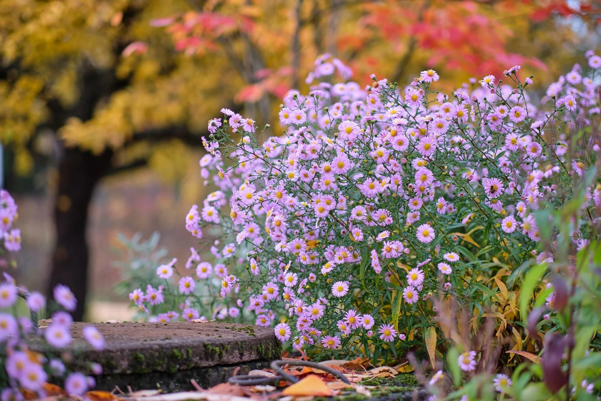 ASTER novi-belgii