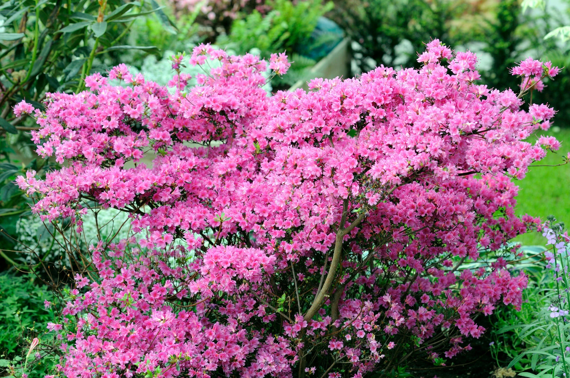 AZALEA japonica
