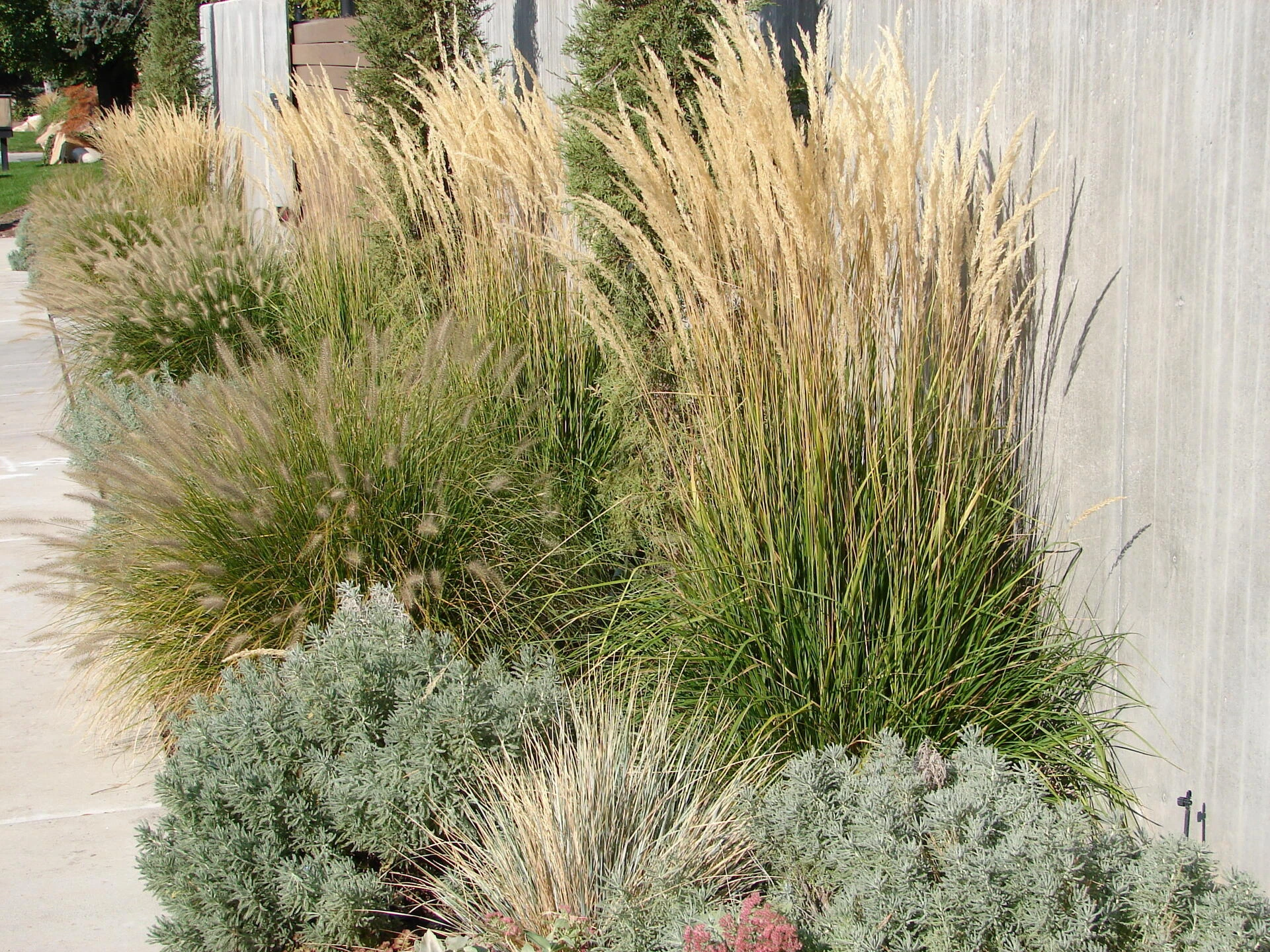 CALAMAGROSTIS acutiflora ‘Karl Foerster’