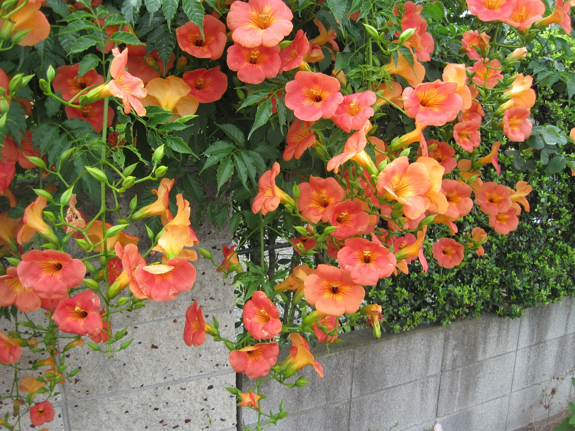 CAMPSIS grandiflora