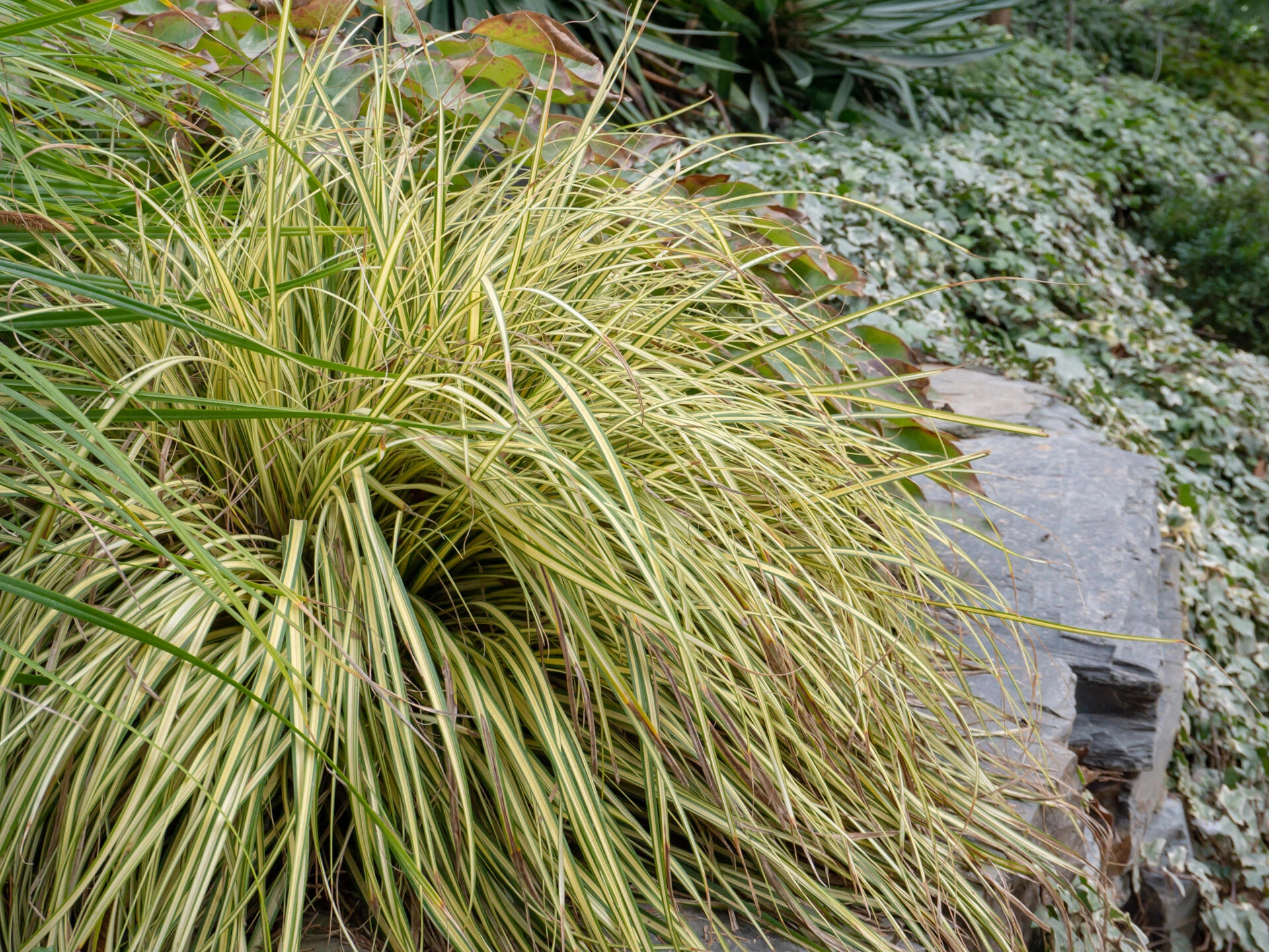 CAREX oshimensis