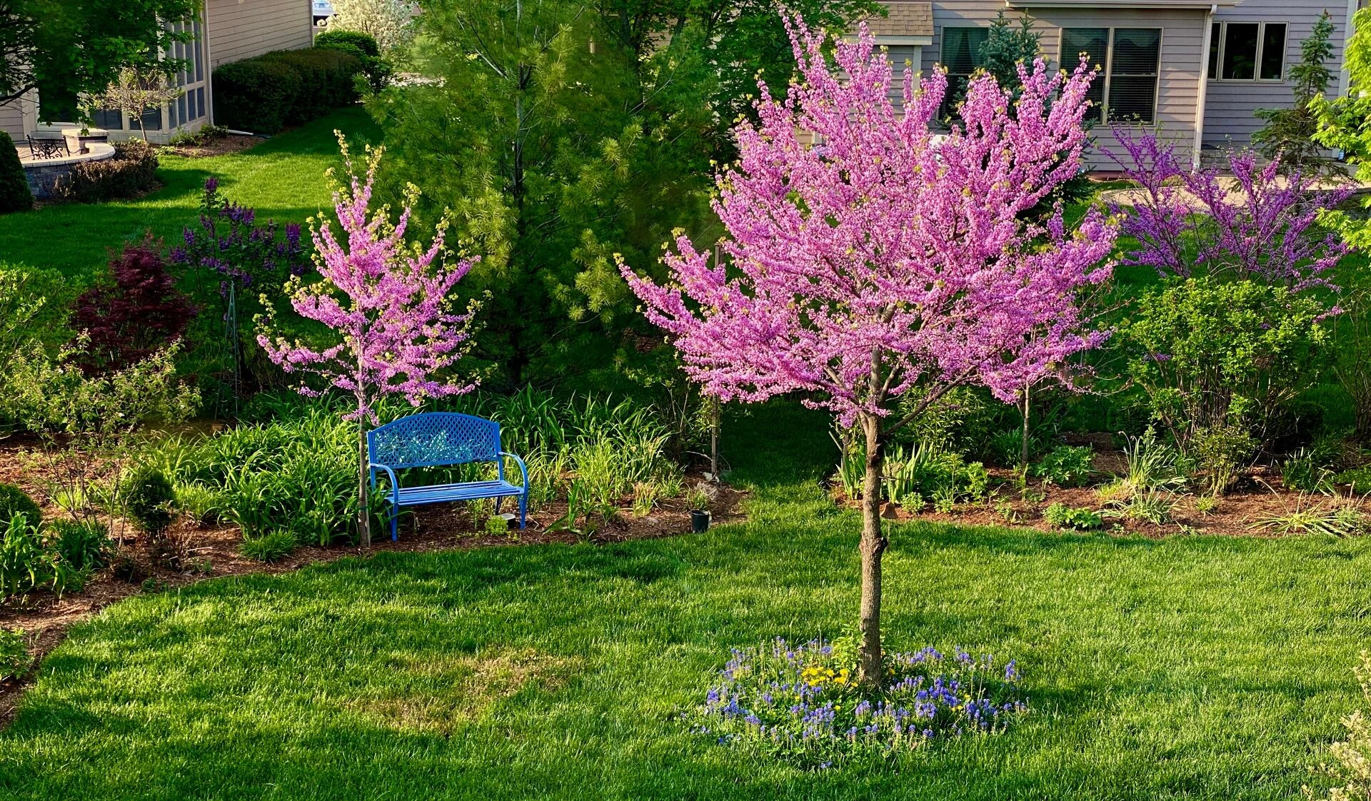 cercis canadensis