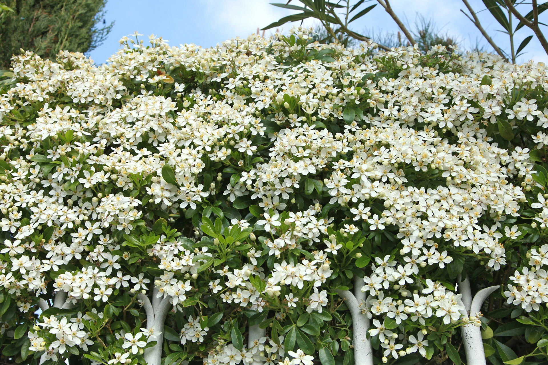 CHOISYA ternata