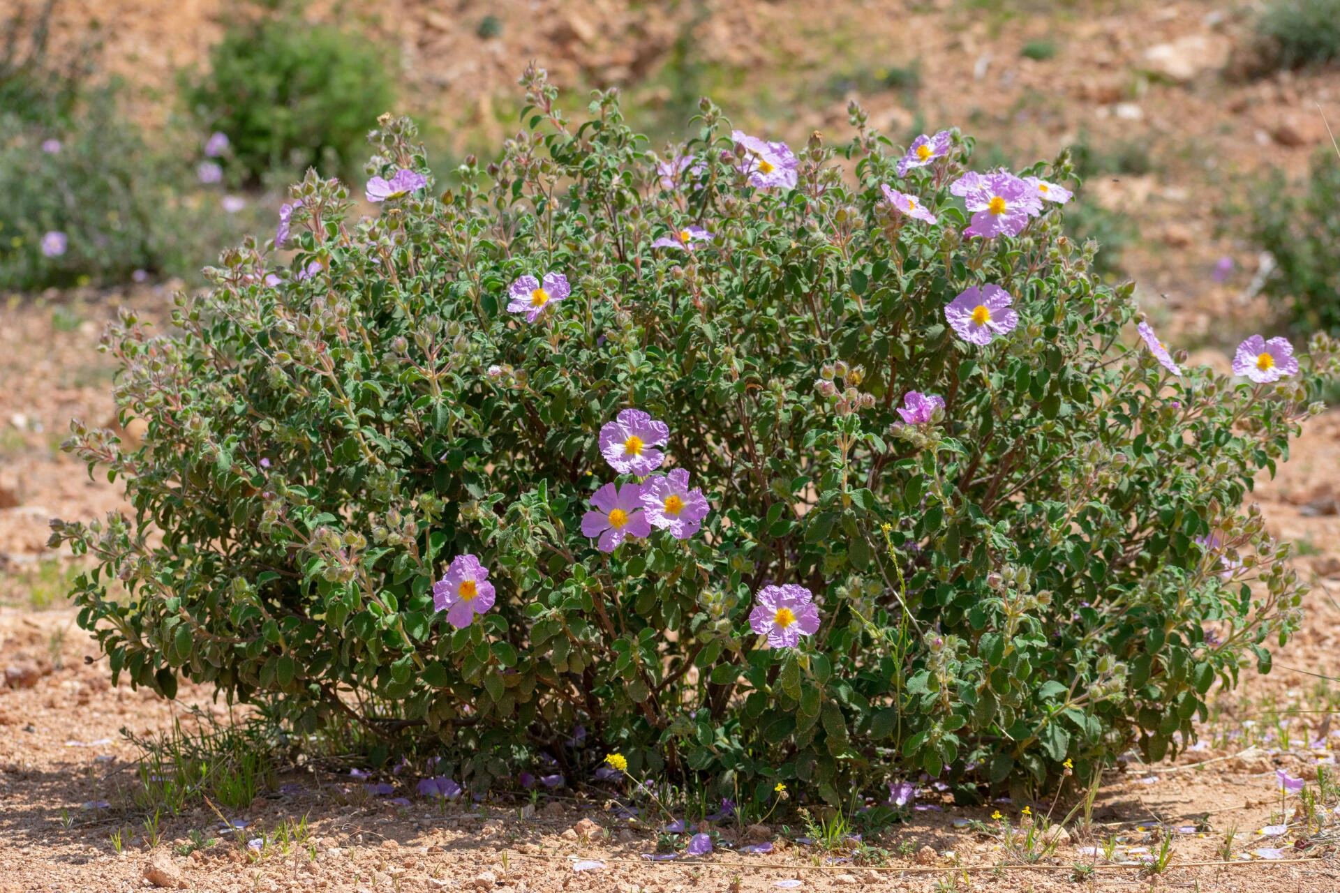 CISTUS albidus
