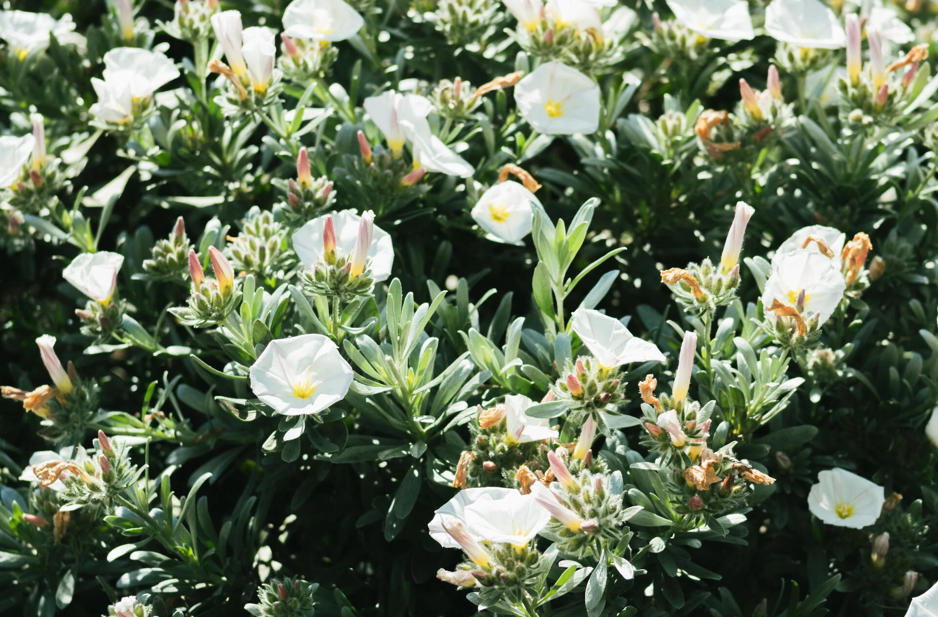 CONVOLVULUS cneorum