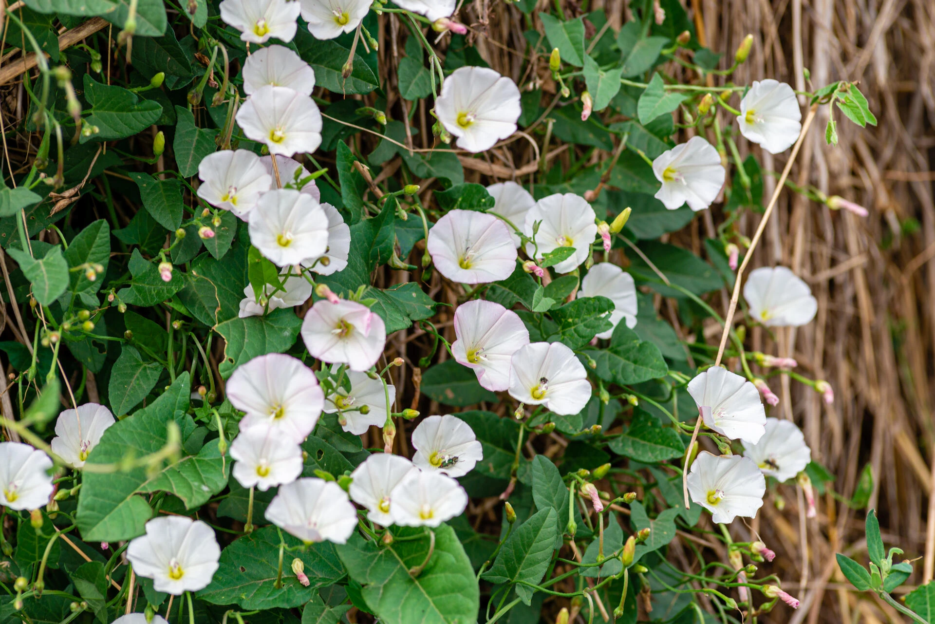 CONVOLVULUS cneorum
