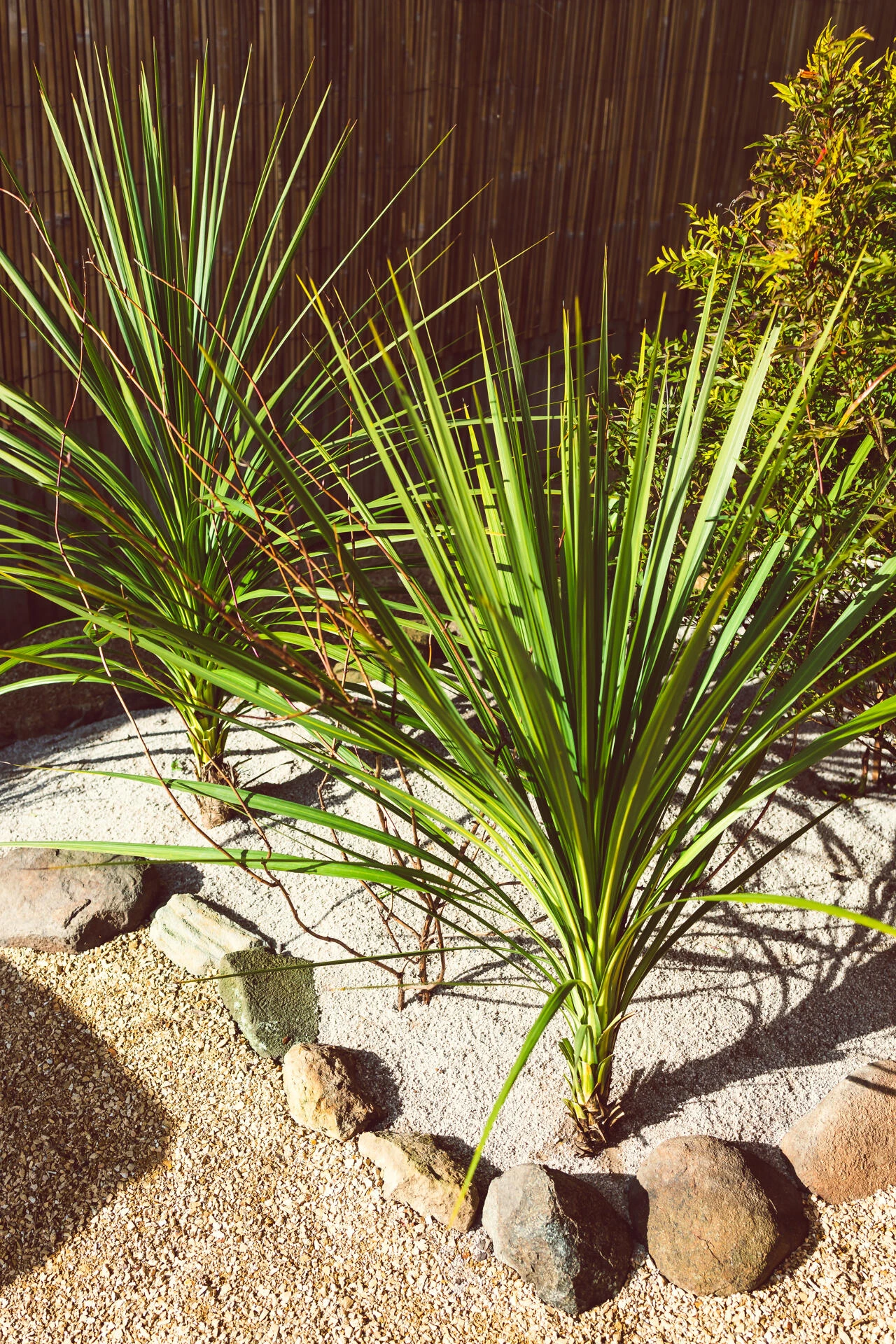 CORDYLINE australis