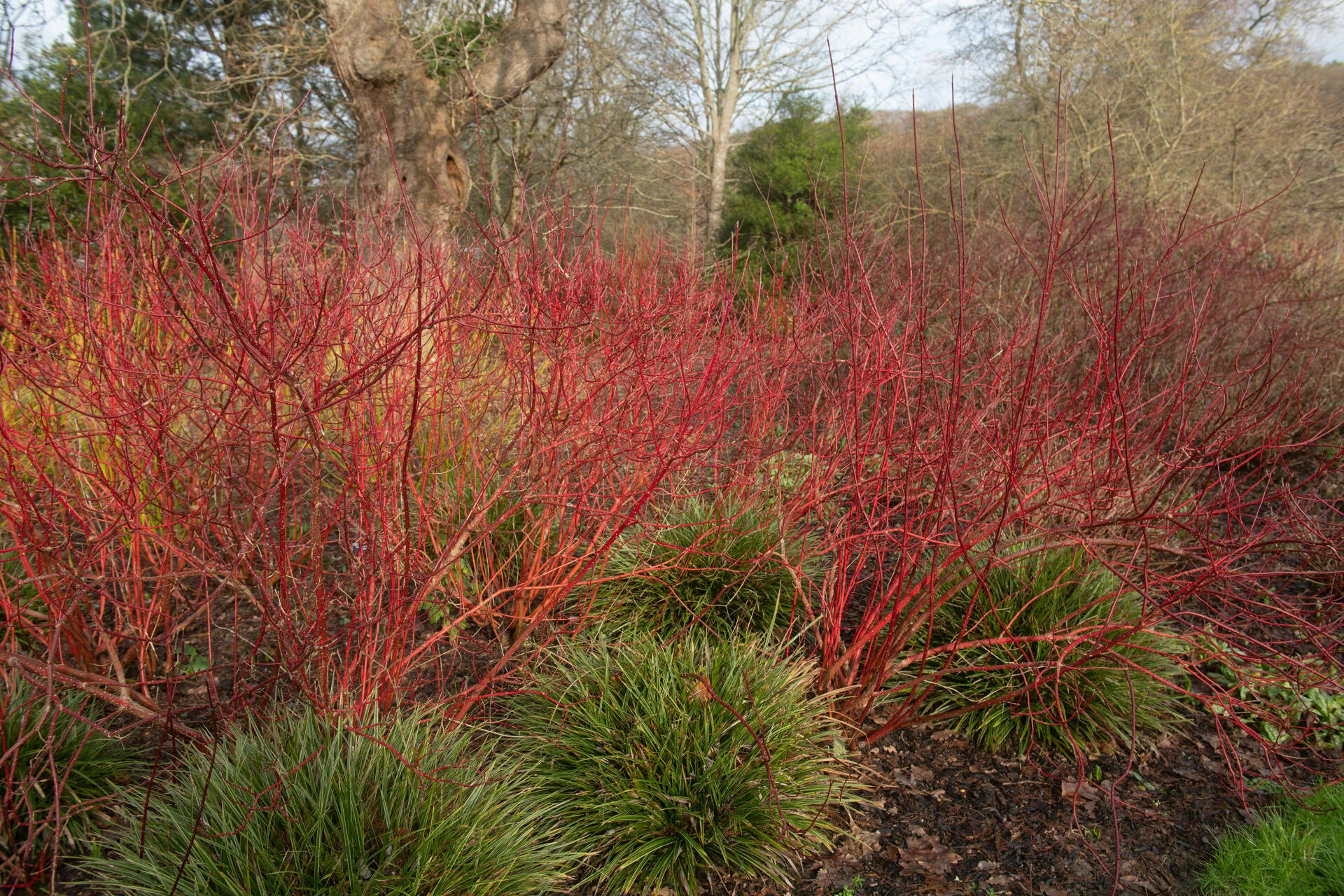 CORNUS sanguinea