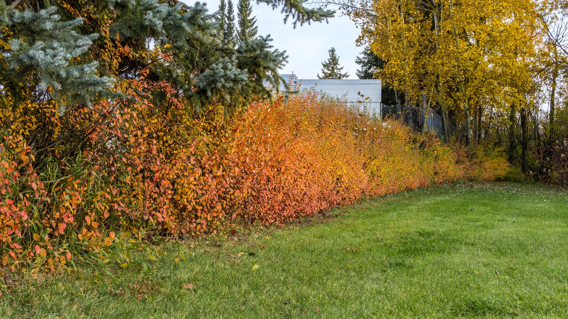 COTONEASTER franchetti