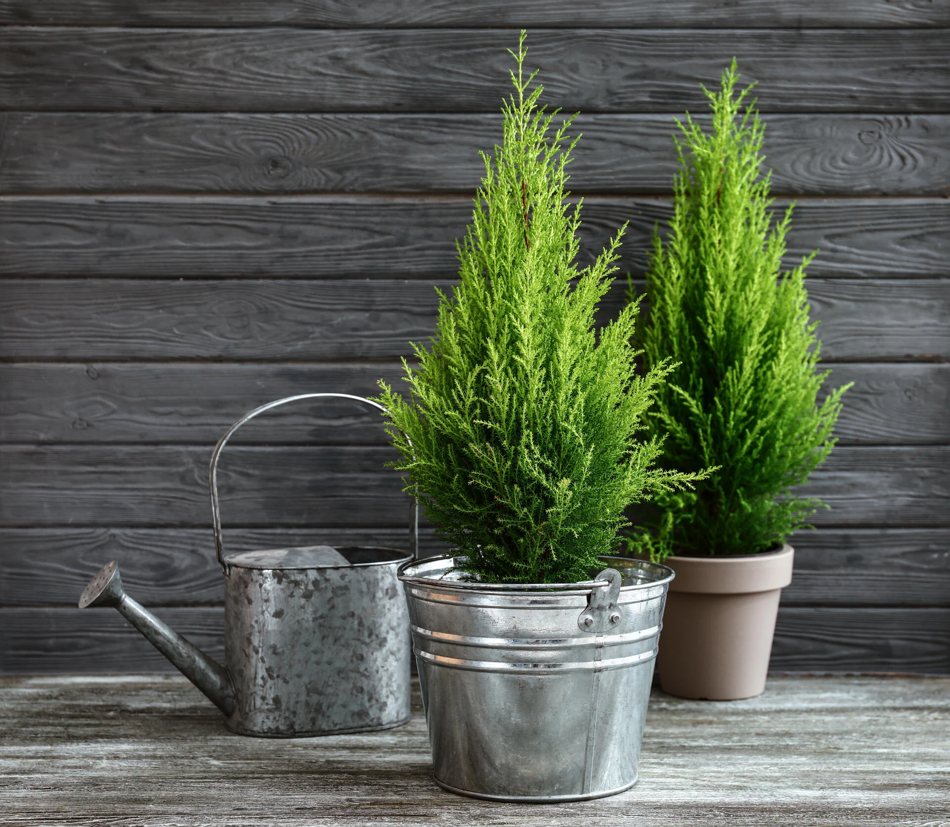 CUPRESSUS sempervirens