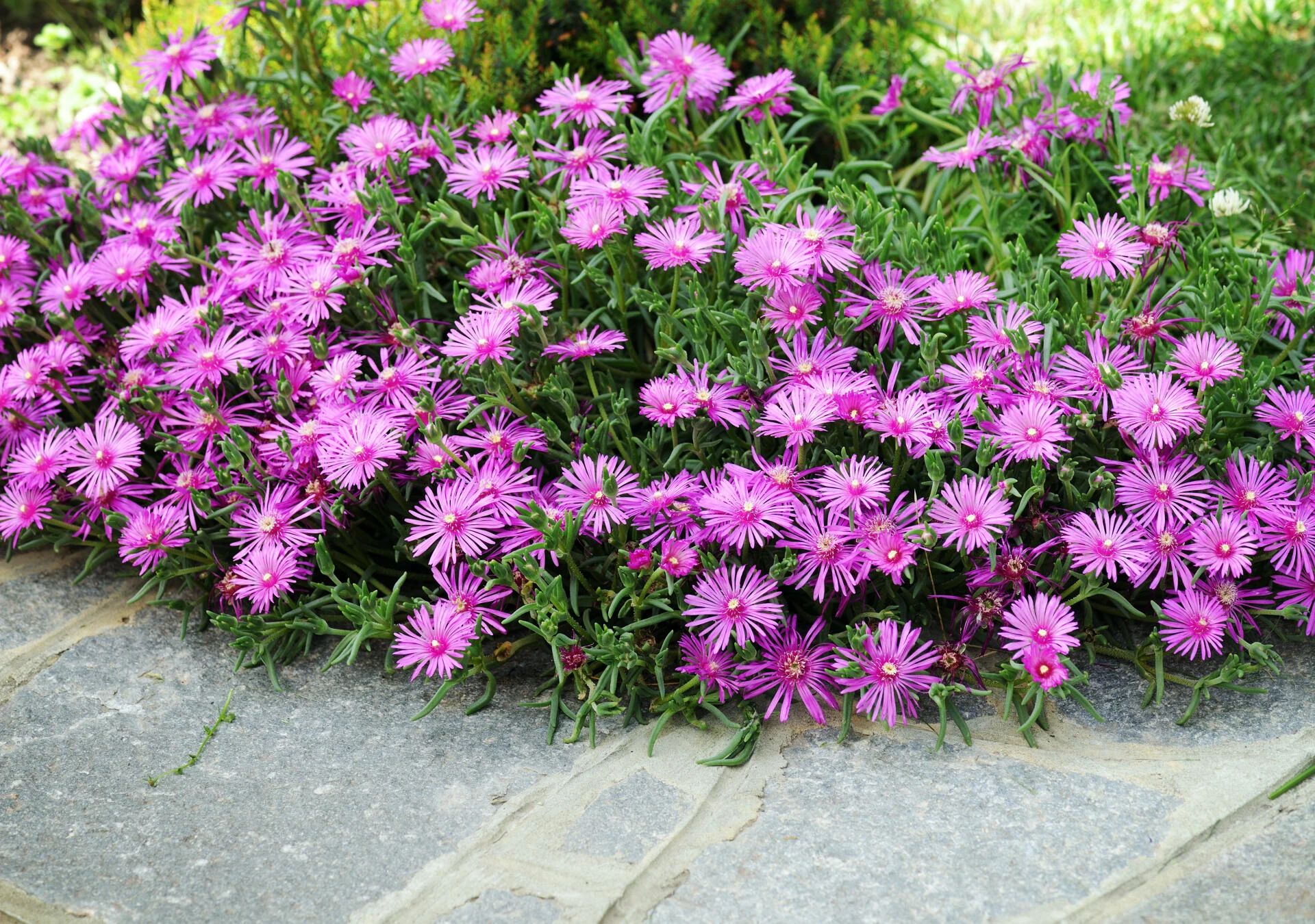 DELOSPERMA cooperi
