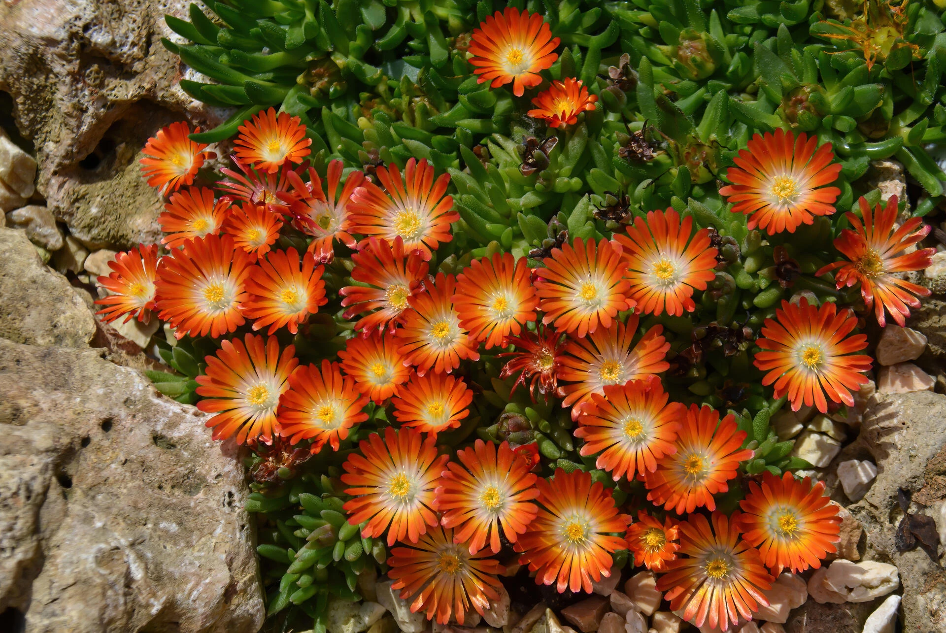 DELOSPERMA cooperi