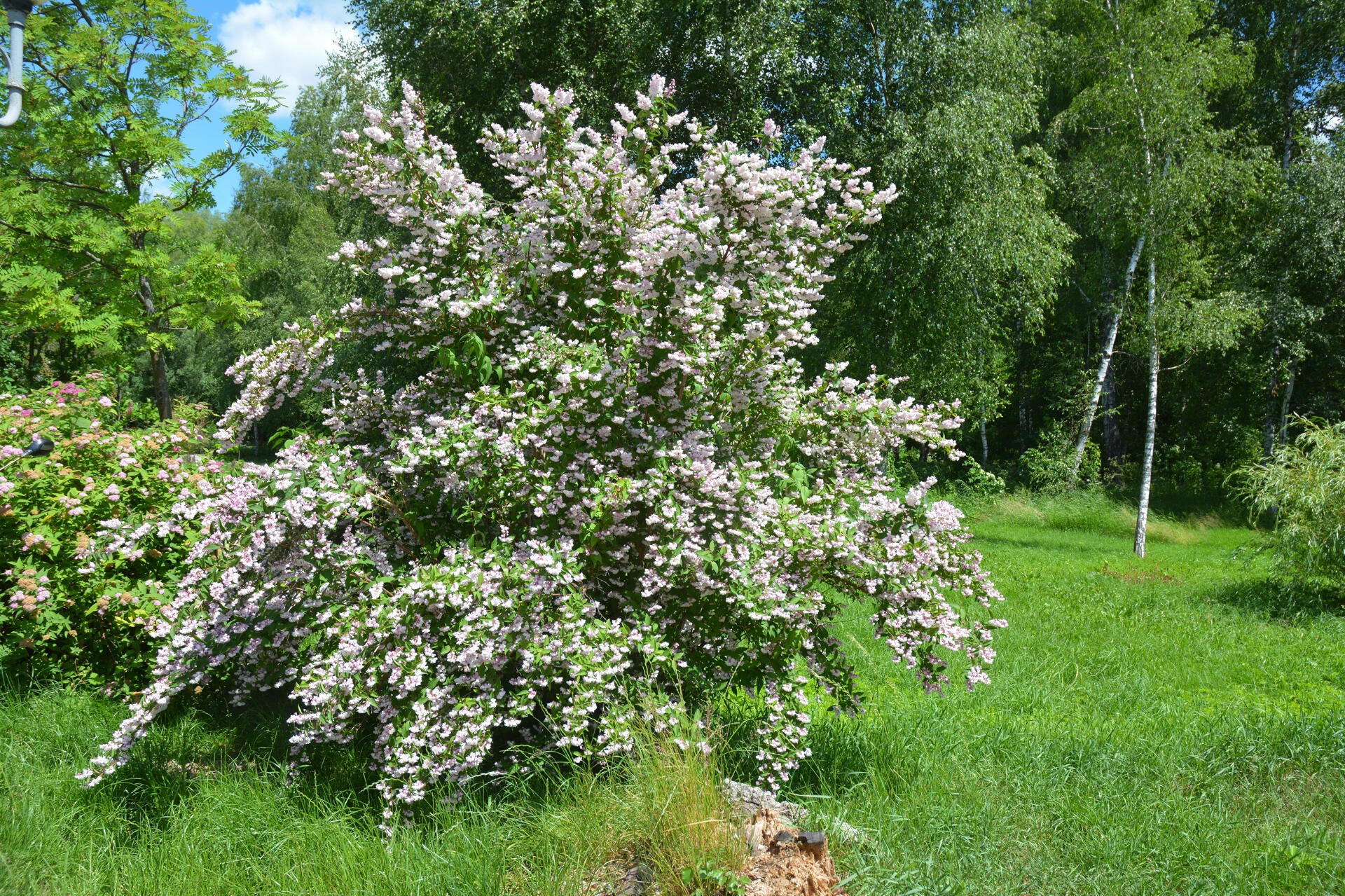 DEUTZIA scabra
