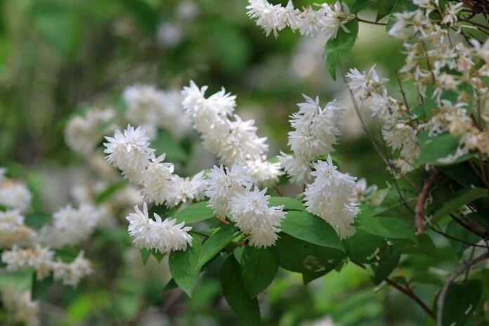 DEUTZIA x magnifica