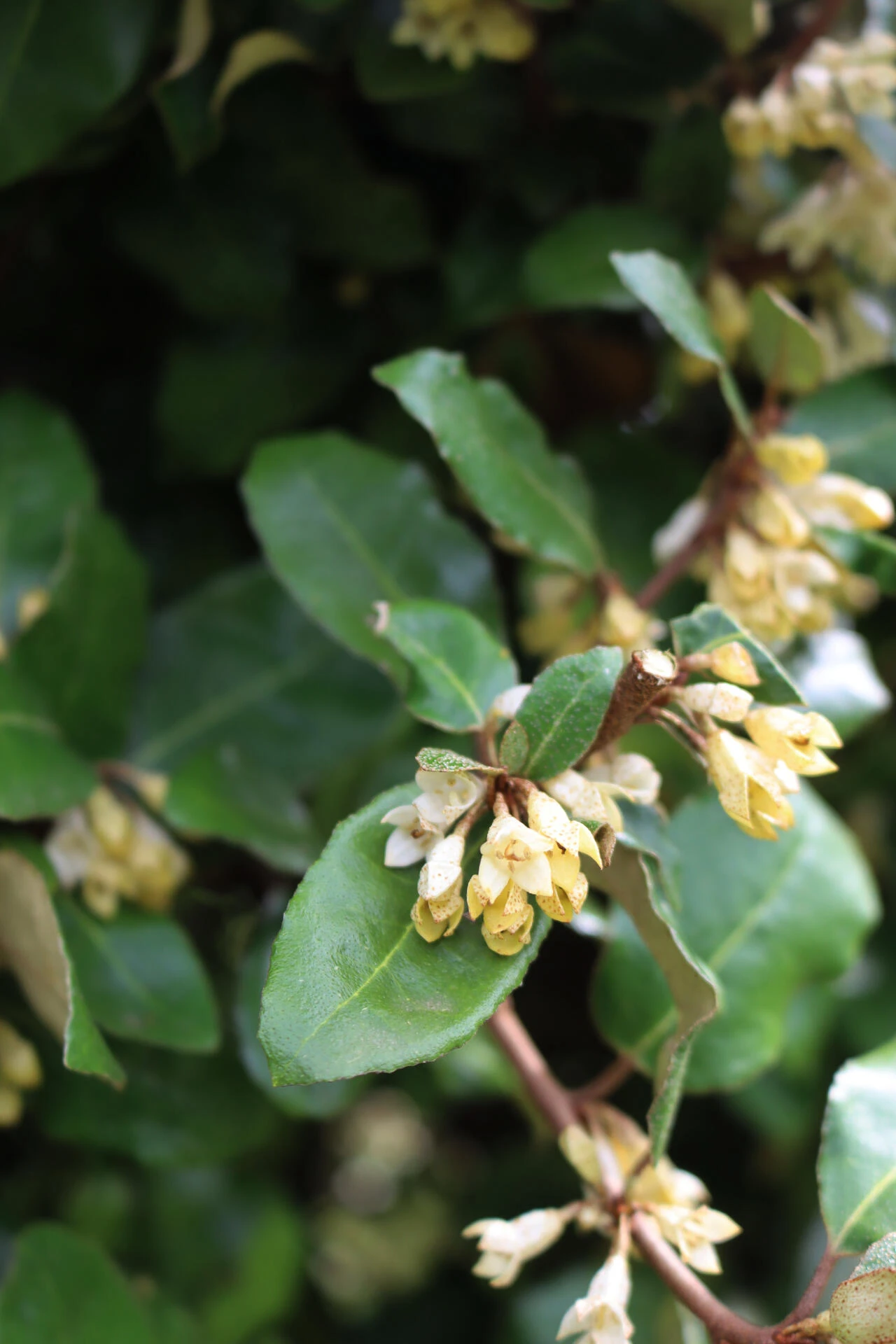 Elaeagnus x-ebbingei