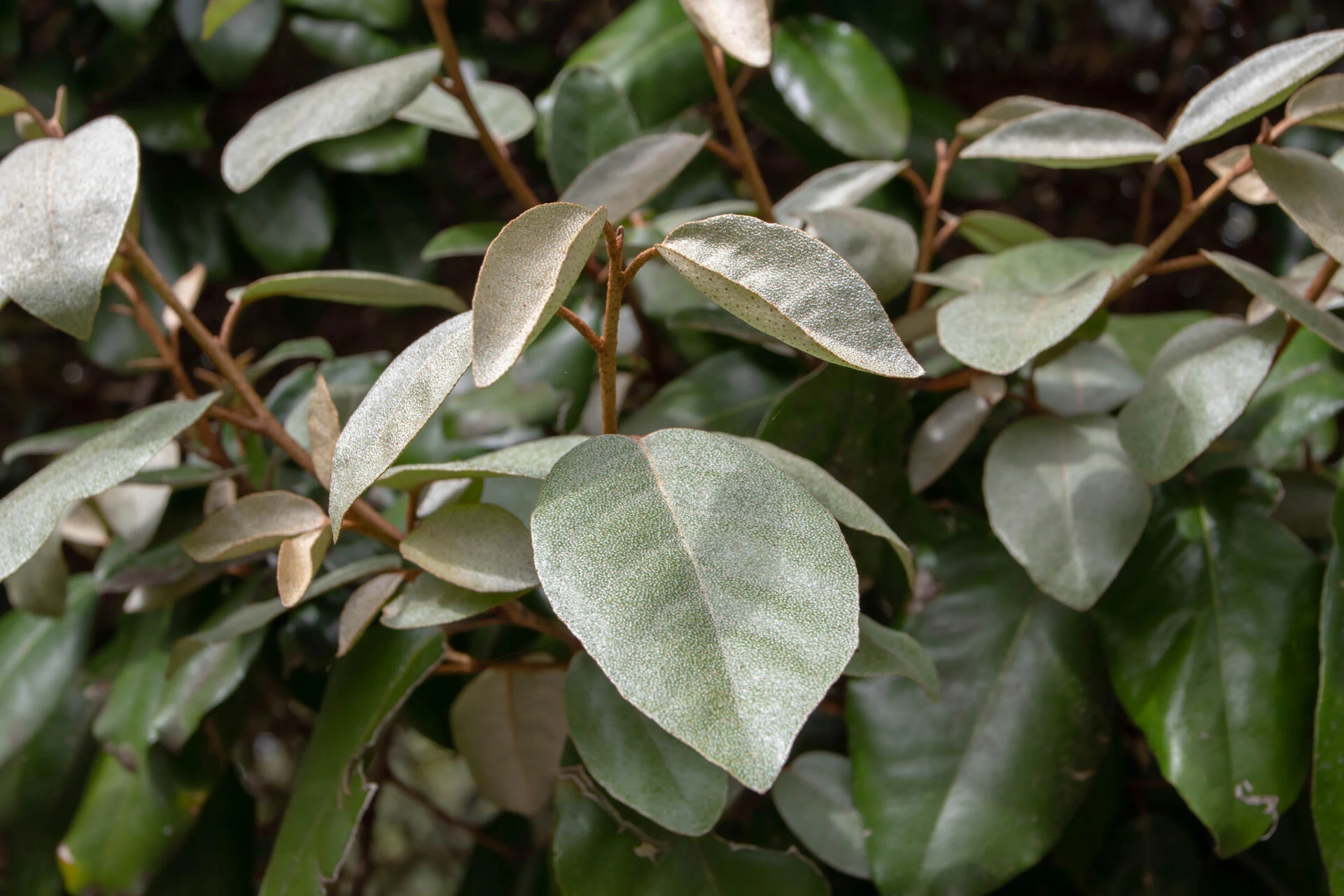 Elaeagnus x-ebbingei