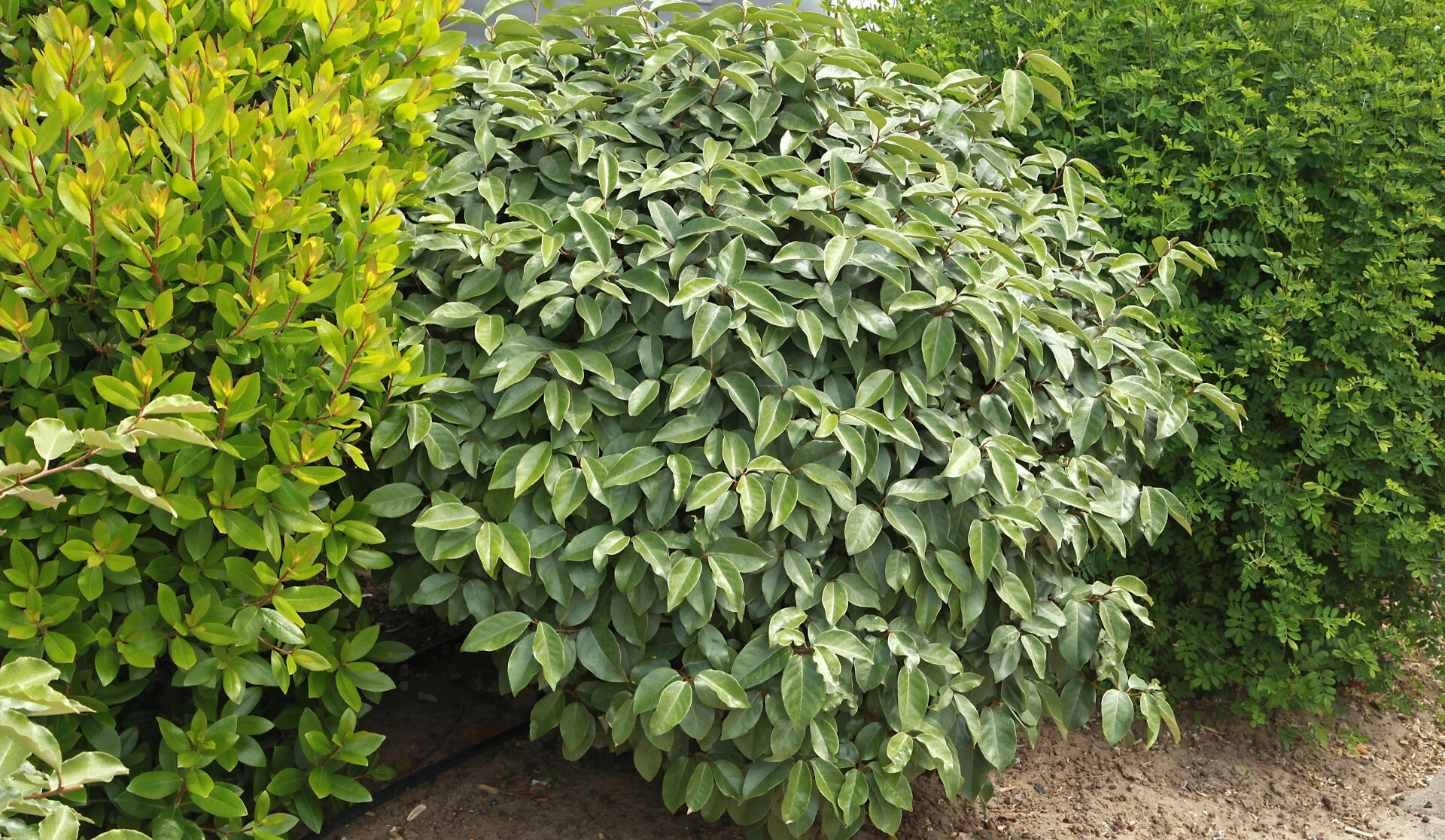 Elaeagnus x-ebbingei