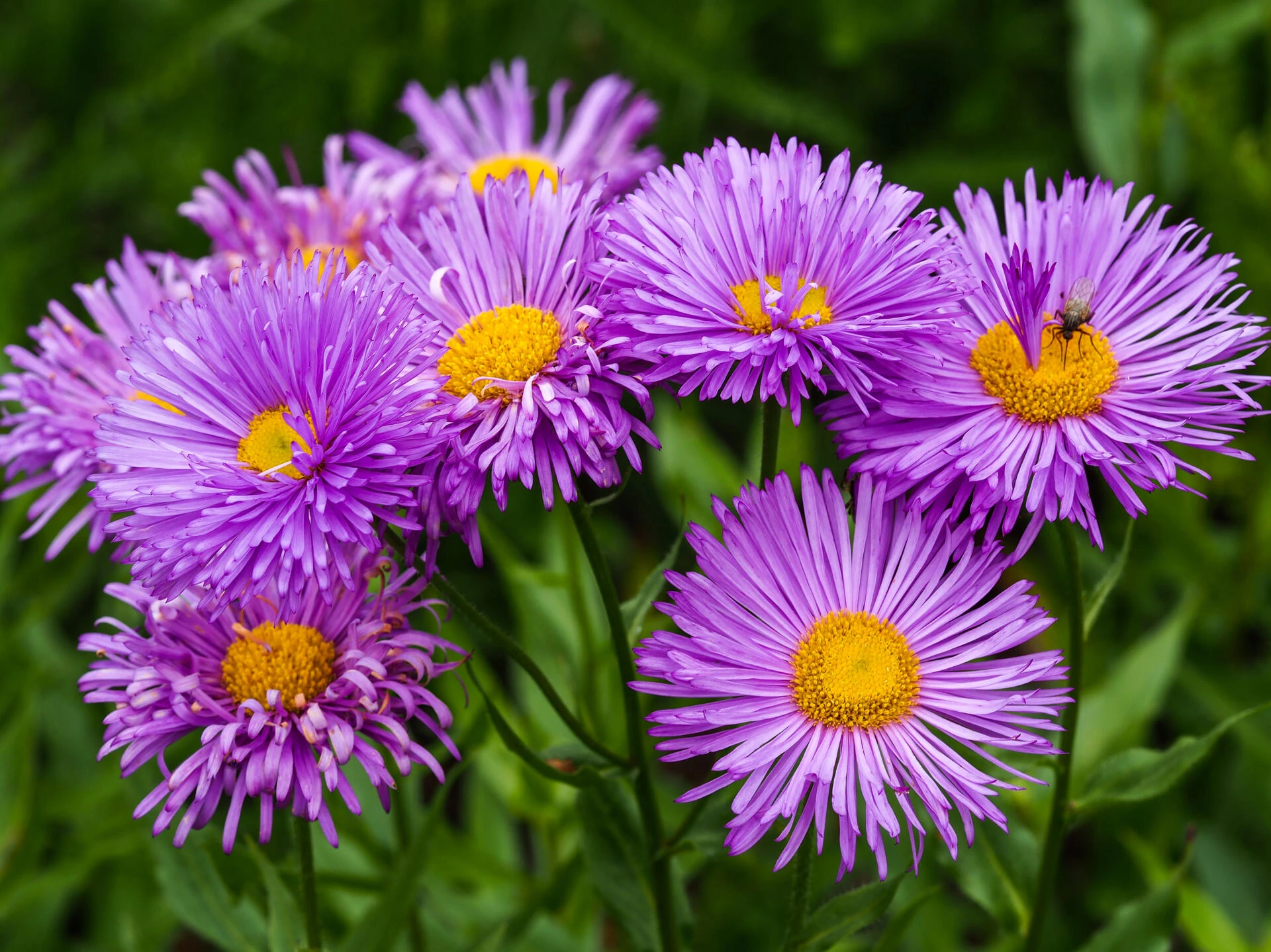 ERIGERON 'Adria'