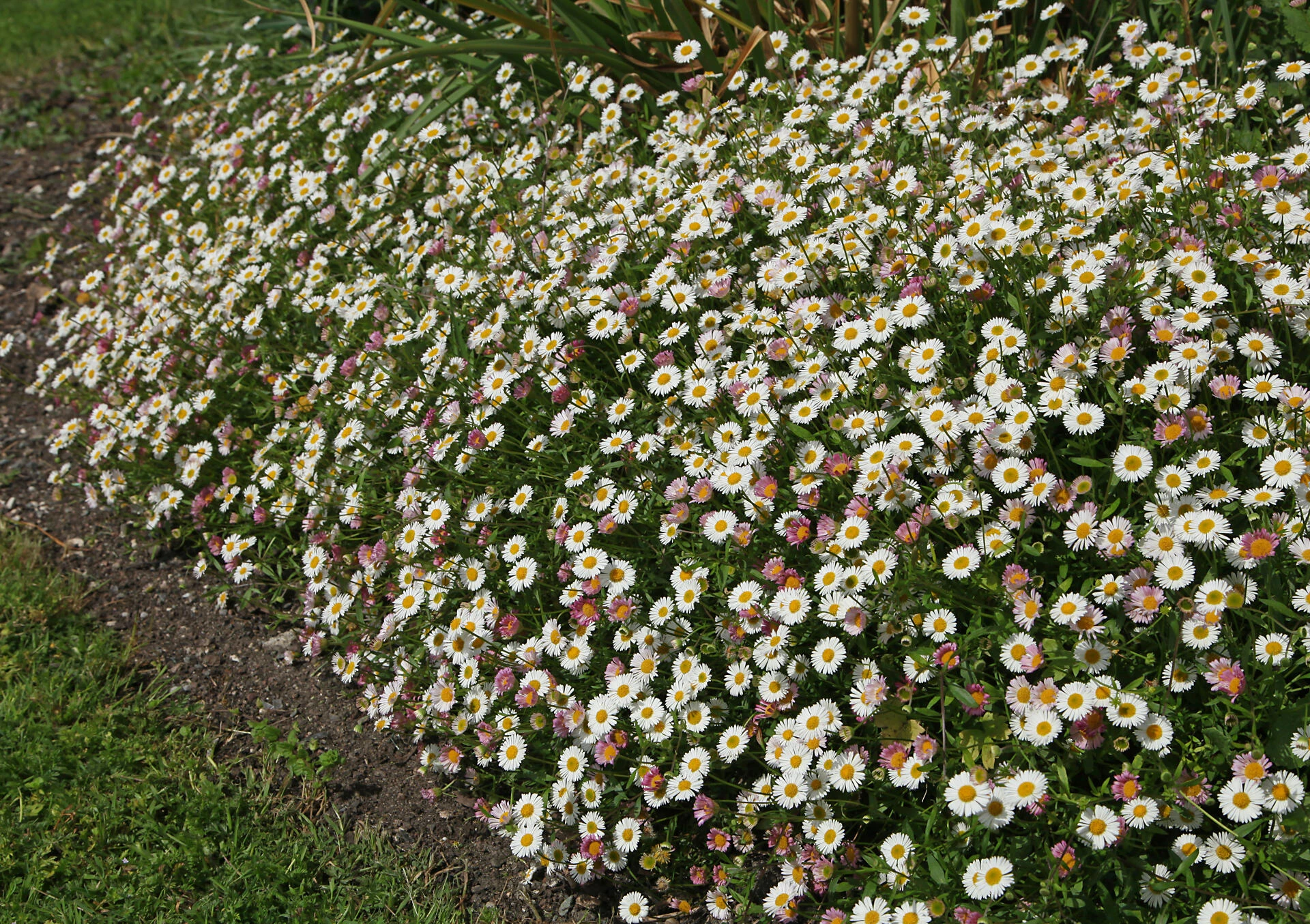ERIGERON karvinskianus