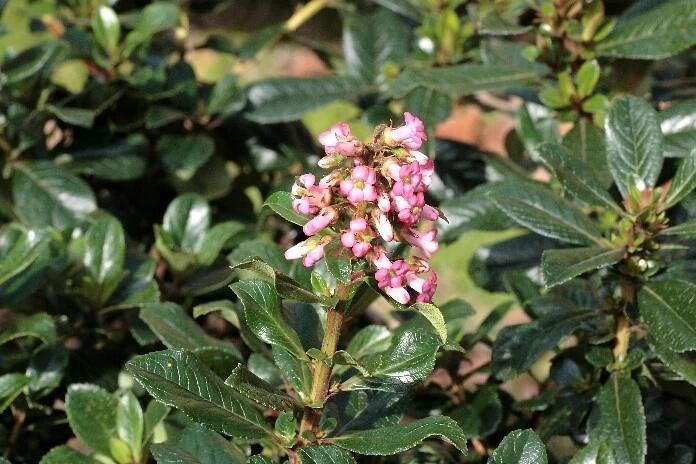 ESCALLONIA macrantha 'Rubra'