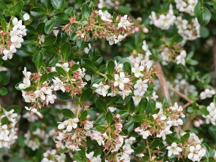 ESCALLONIA organiensis ‘Aurea’
