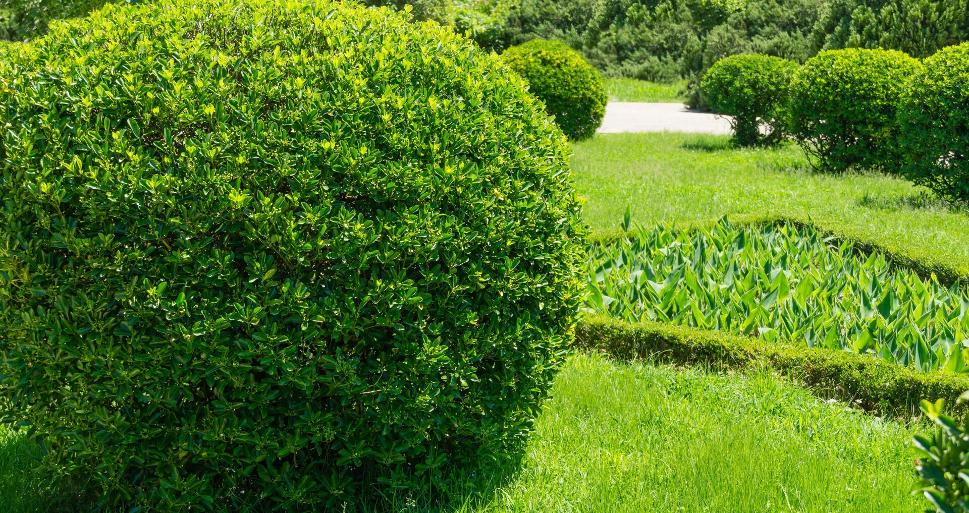 EUONYMUS japonicus