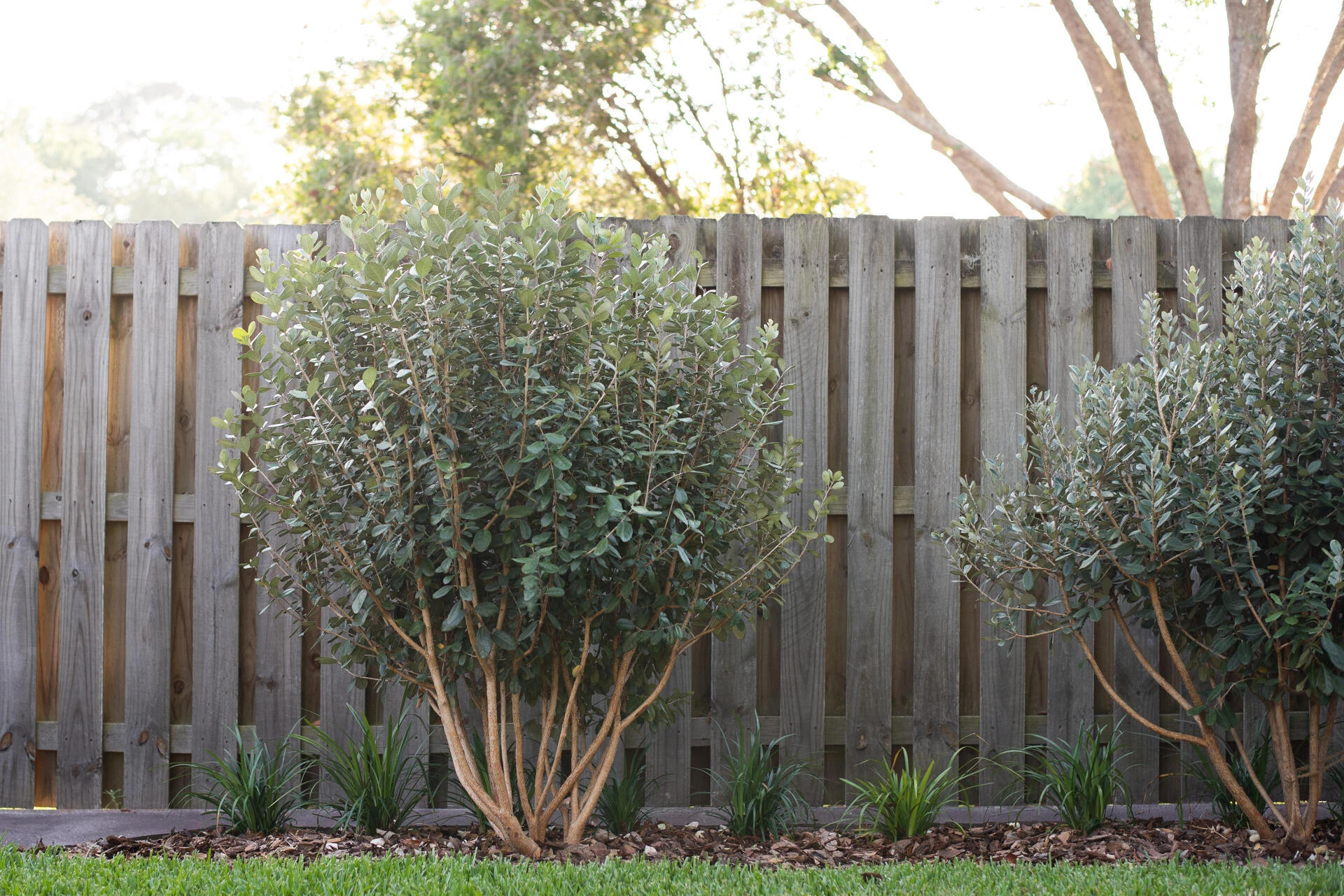 FEIJOA sellowiana