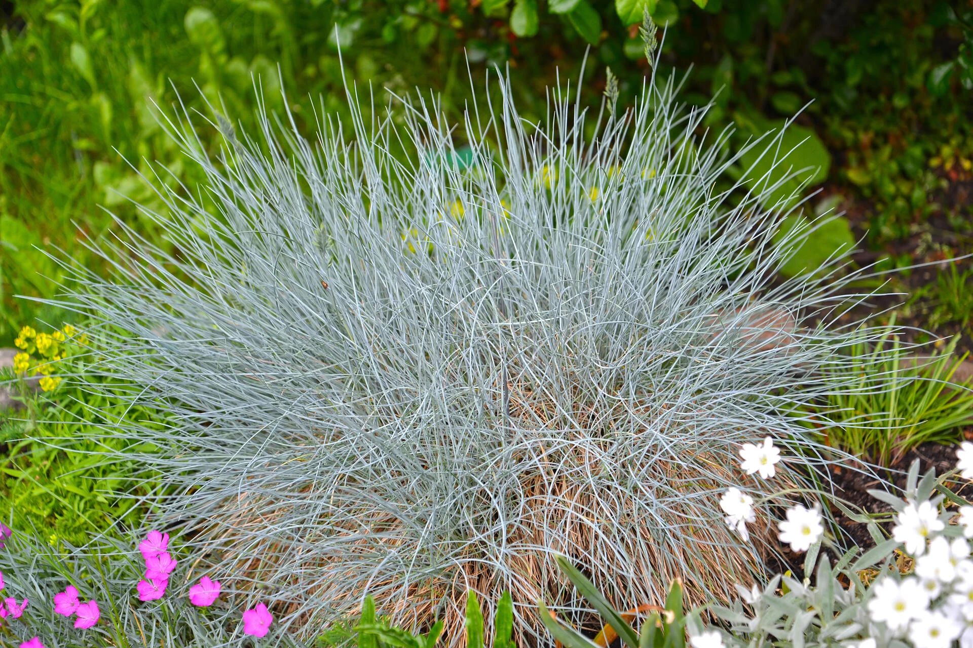 FESTUCA glauca