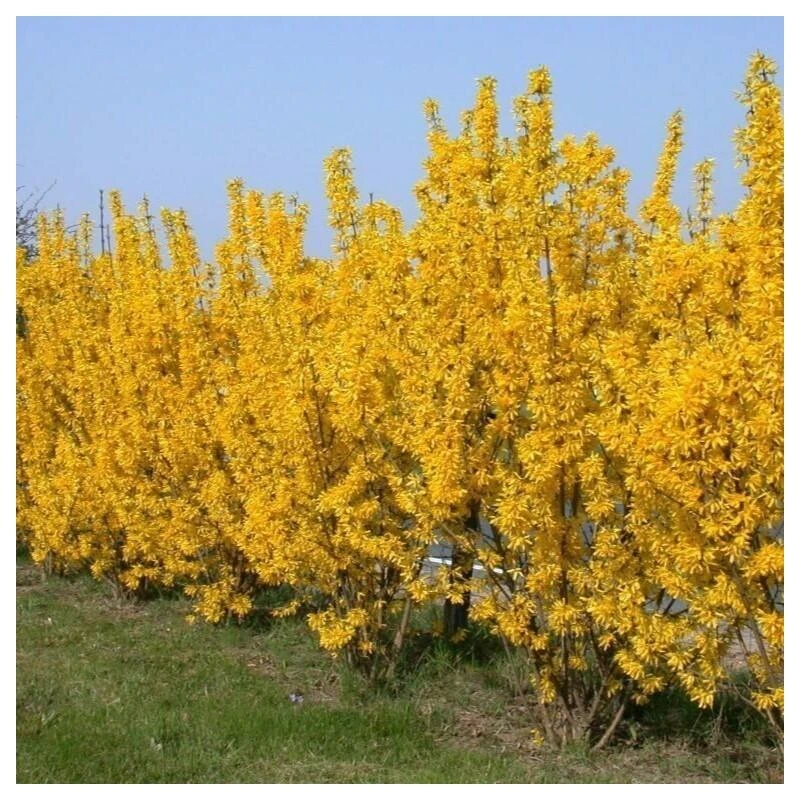 FORSYTHIA x intermedia