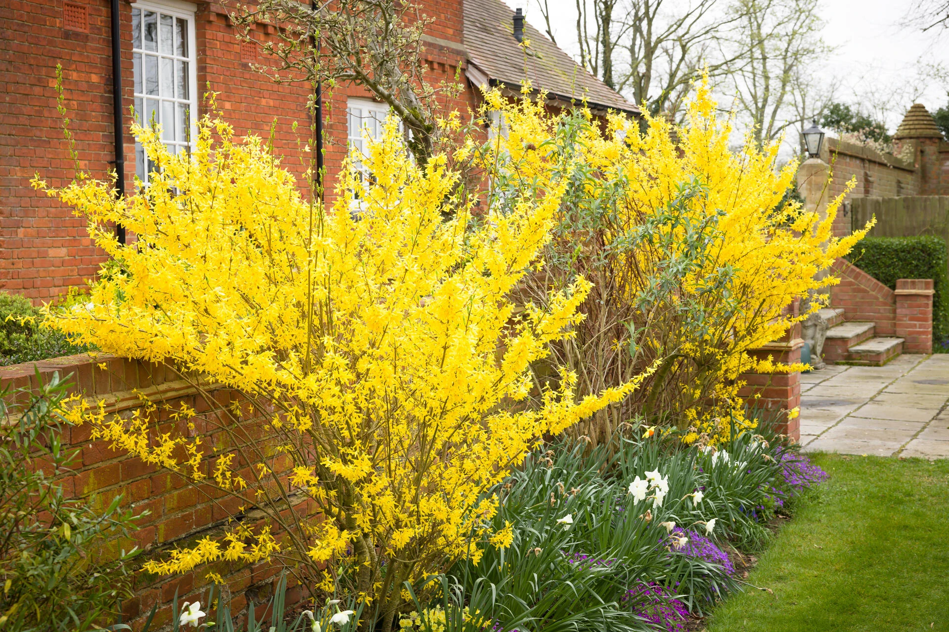 FORSYTHIA x intermedia