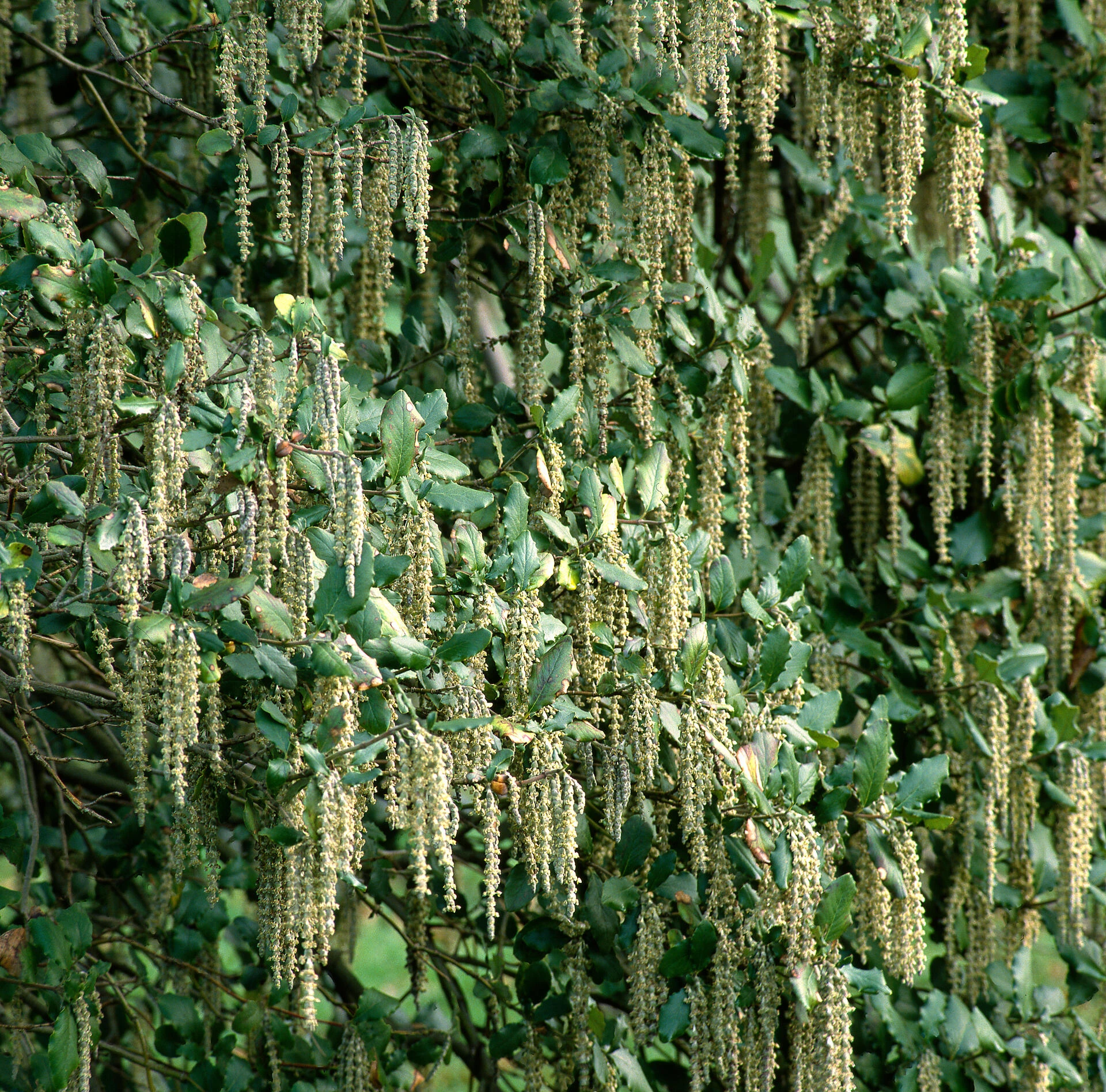 GARRYA elliptica