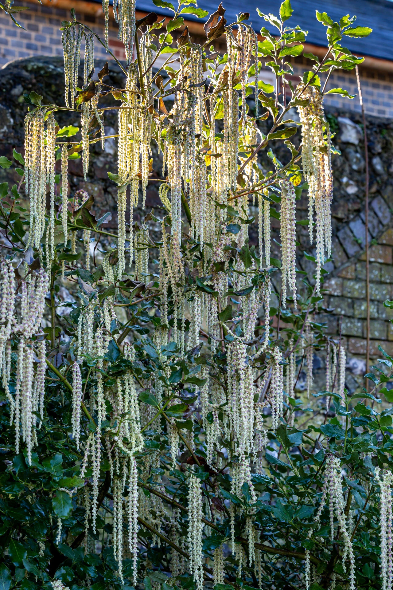 GARRYA elliptica