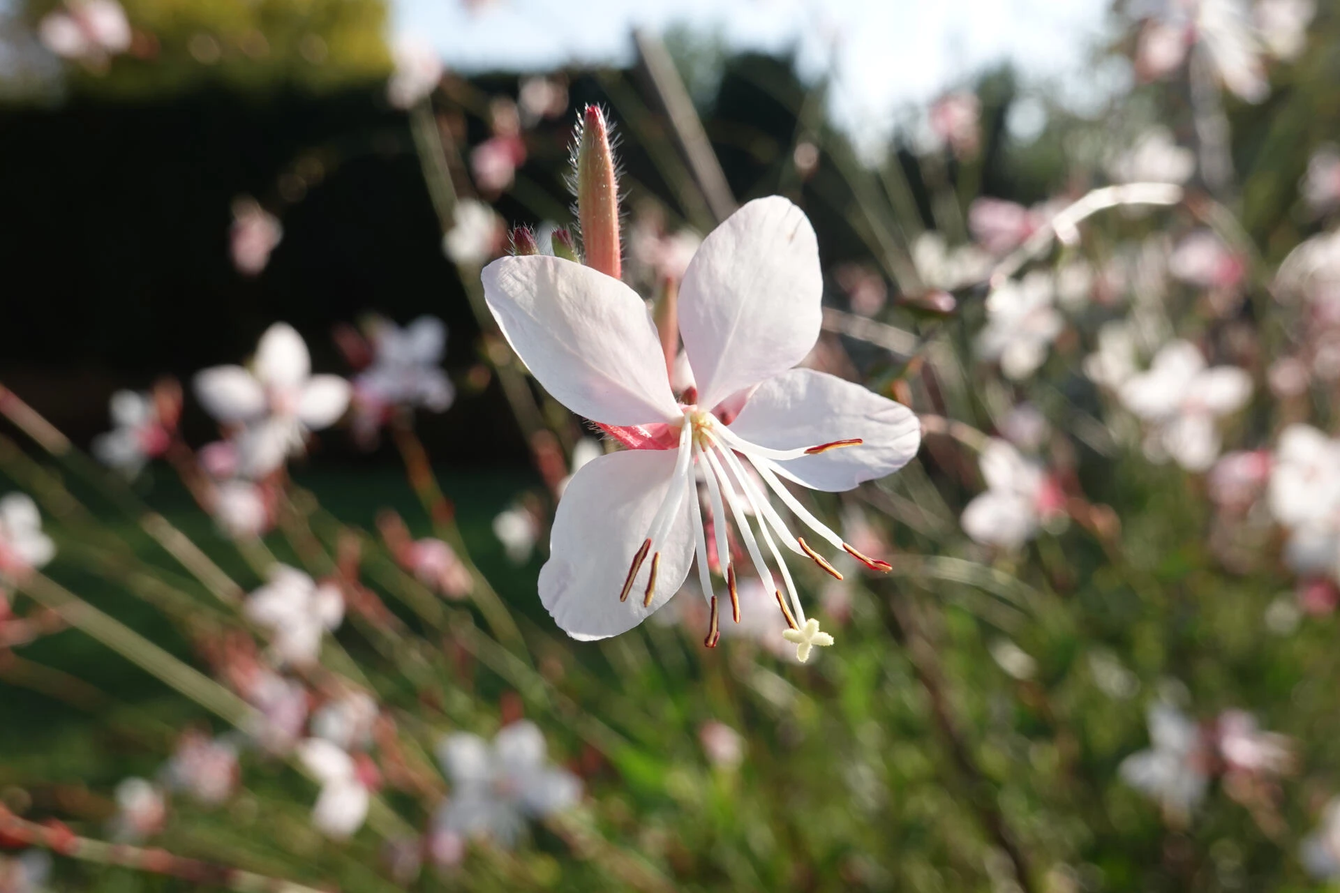GAURA ‘Hot Lips’