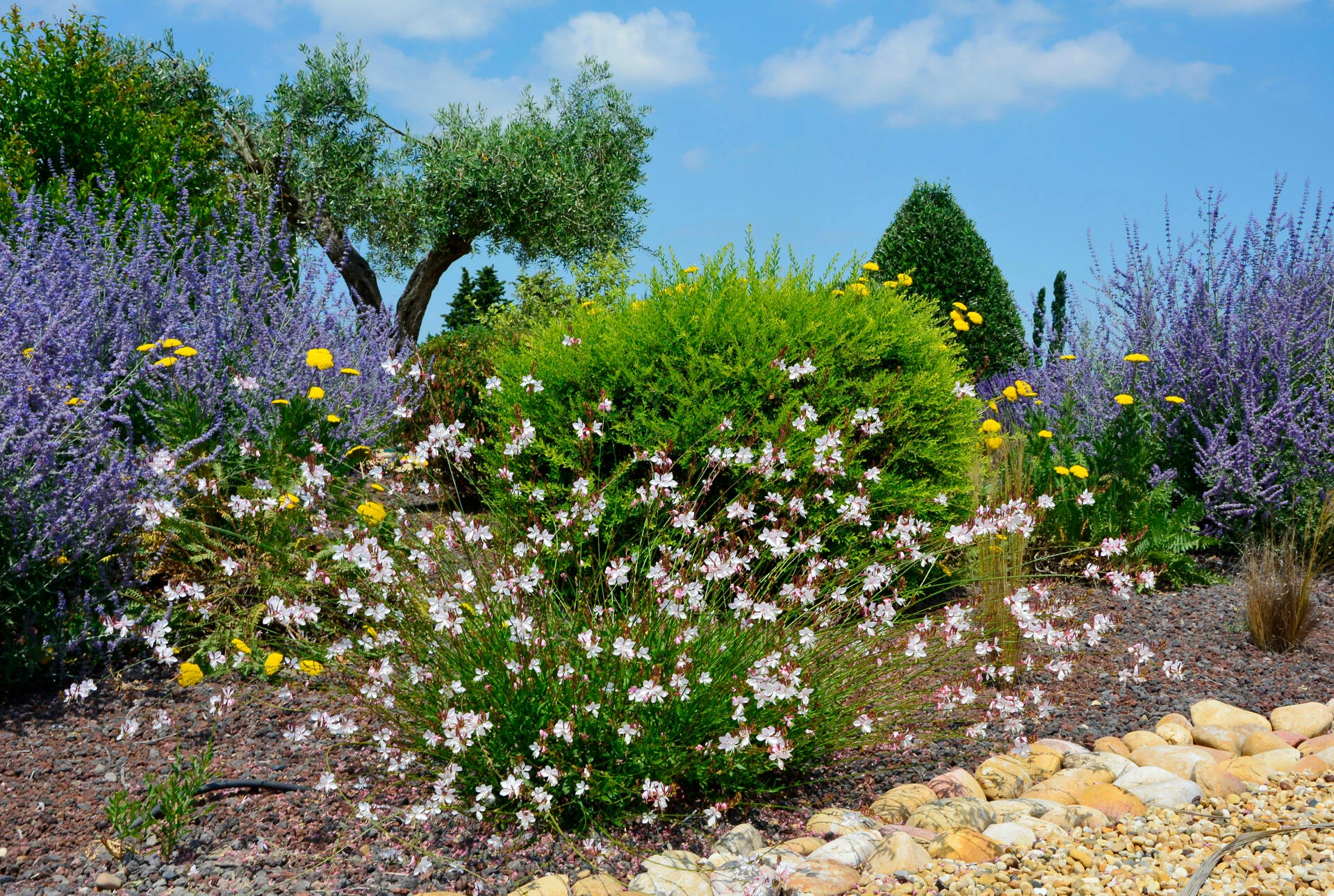 GAURA  lindheimeri
