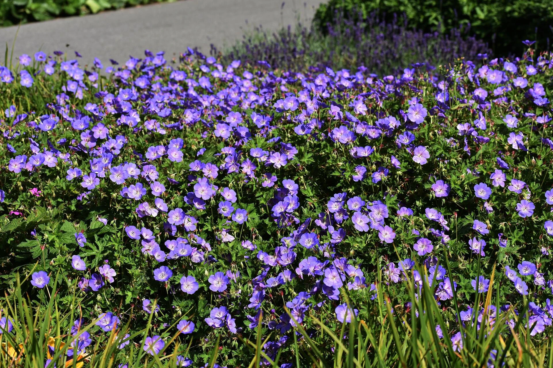GERANIUM ‘Rozanne’
