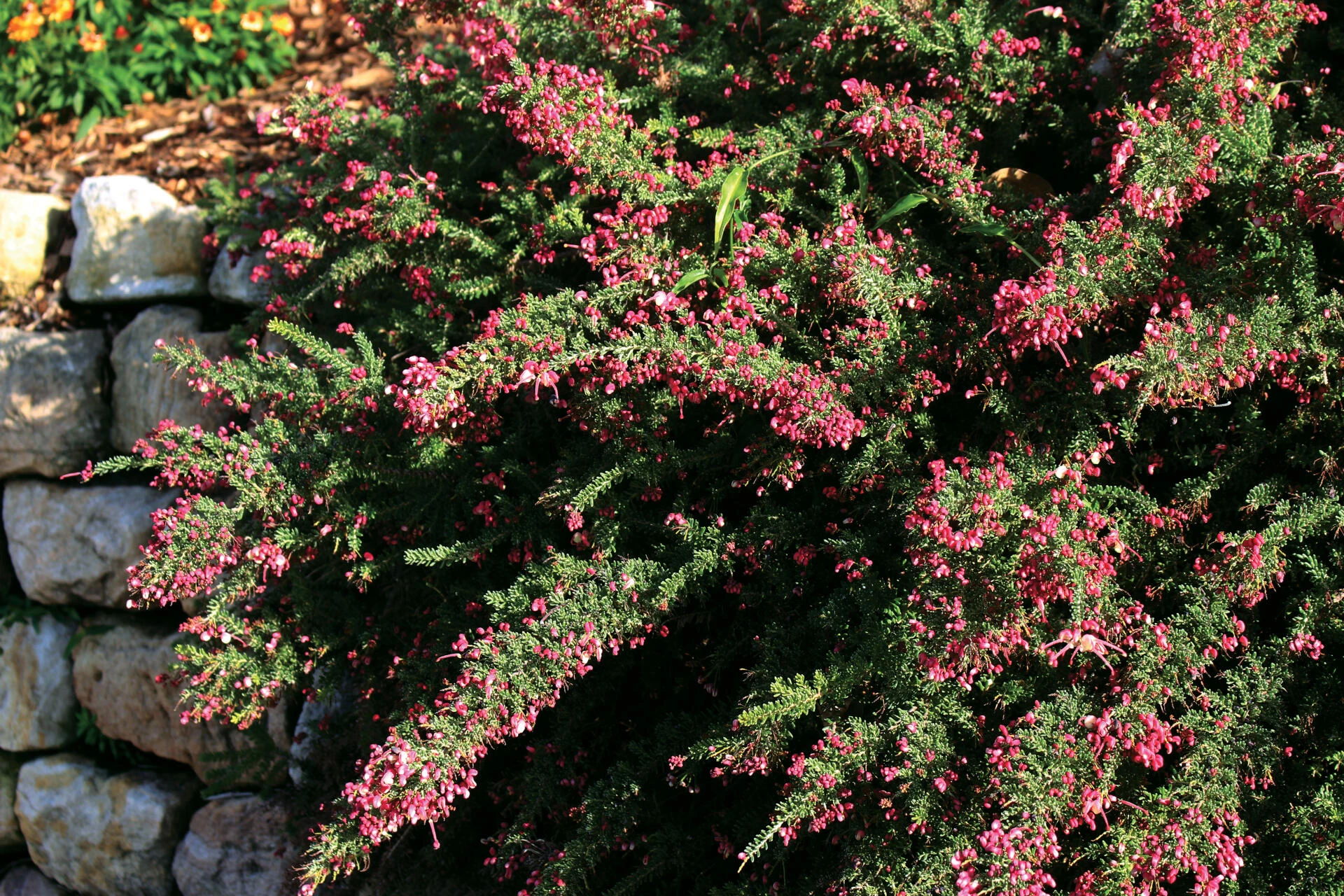 GREVILLEA lanigera