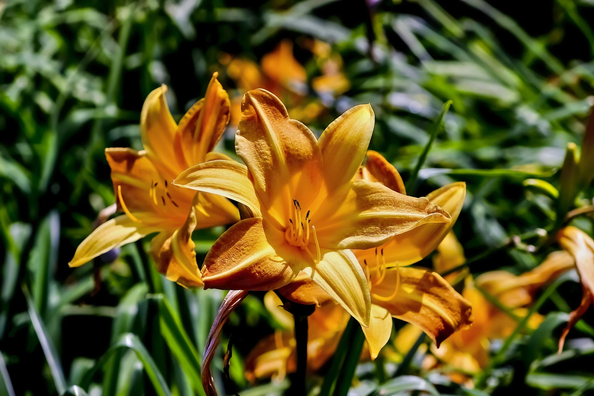 HEMEROCALLIS ‘Windsor Tan’