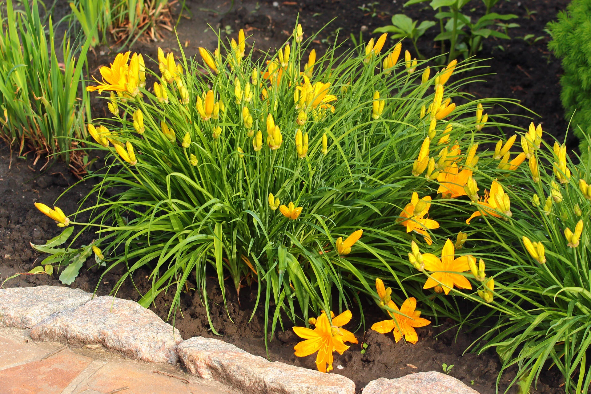 HEMEROCALLIS ‘Windsor Tan’