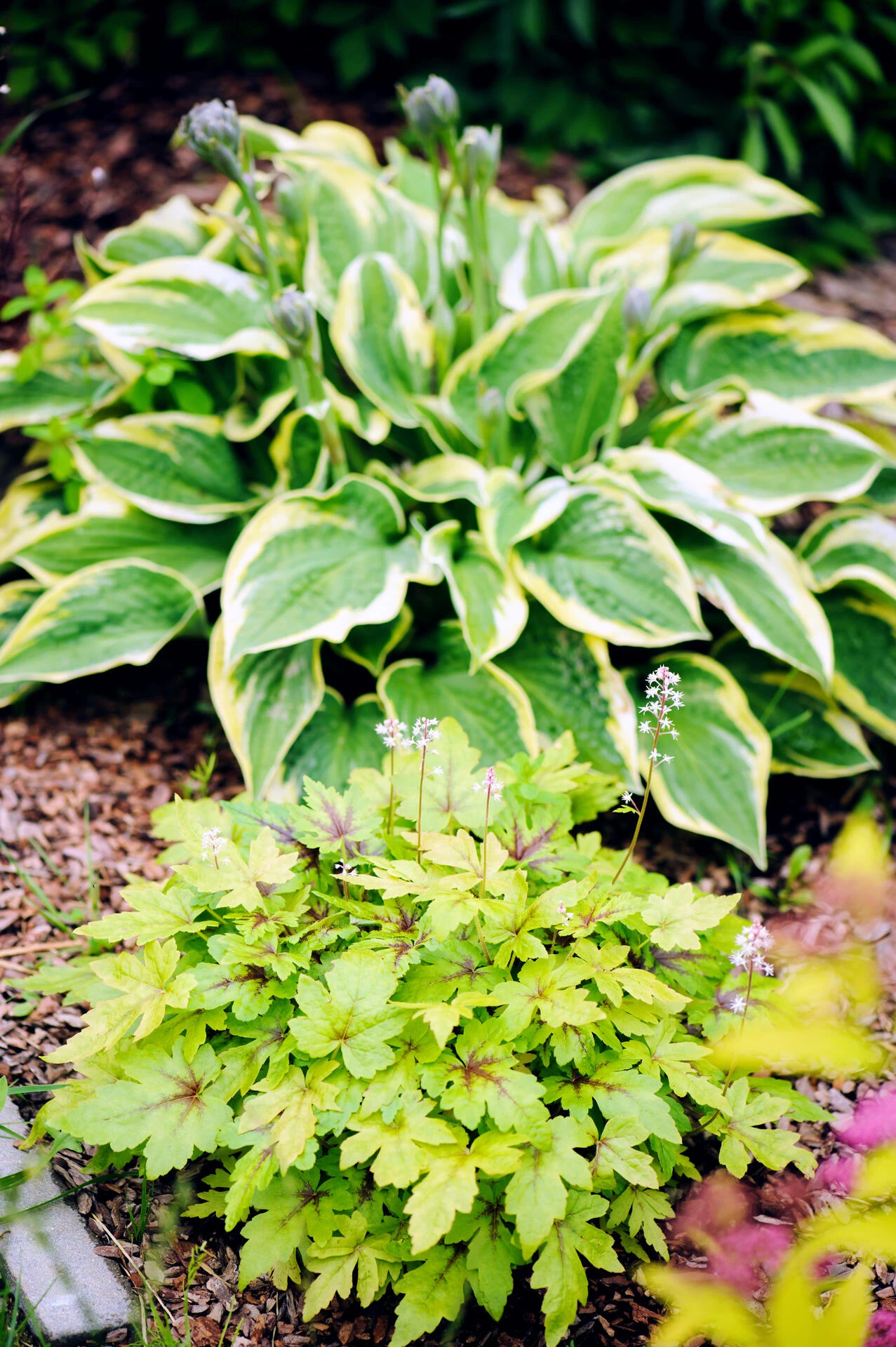 HEUCHERELLA x hybrida