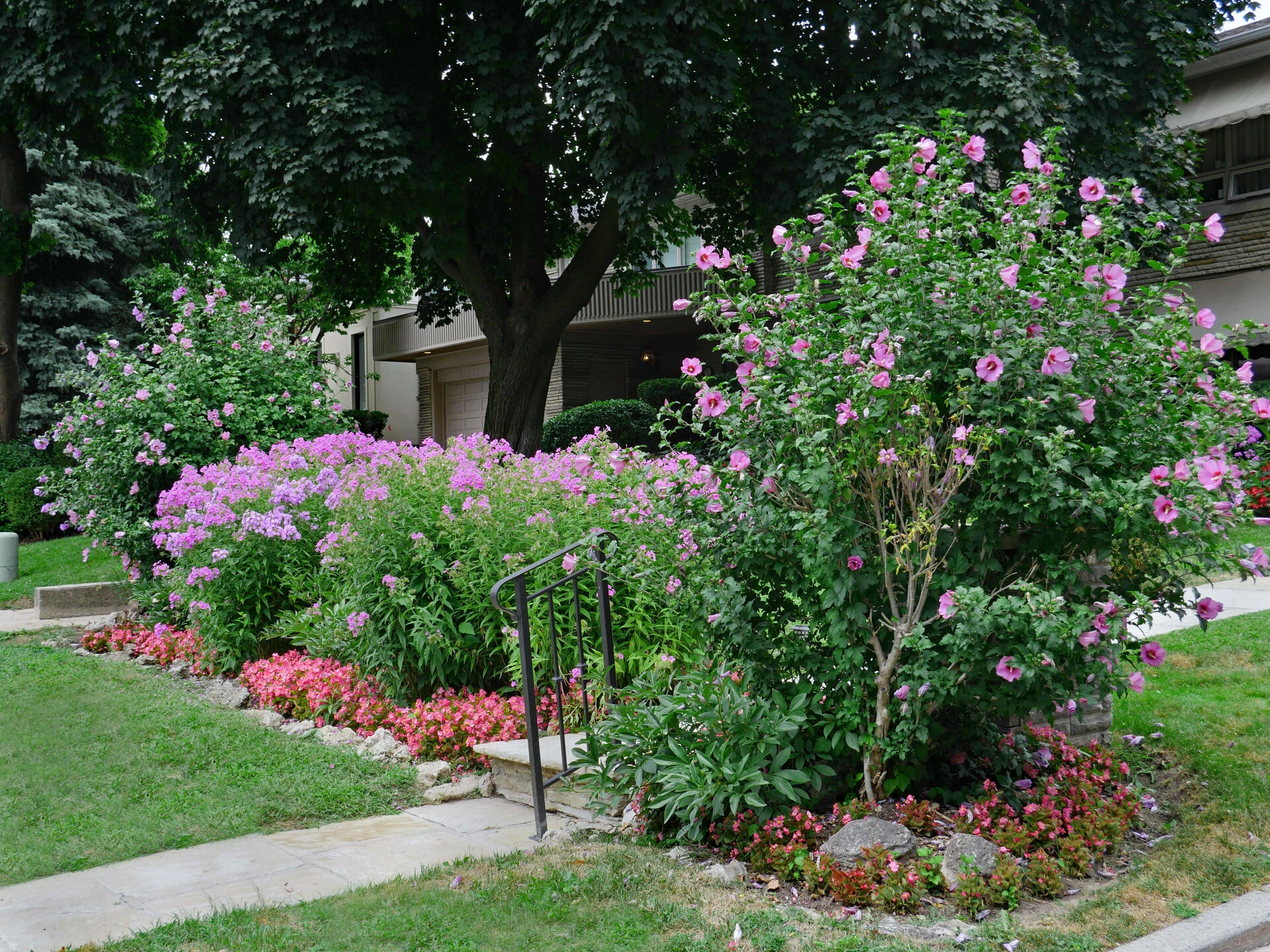 HIBISCUS syriacus