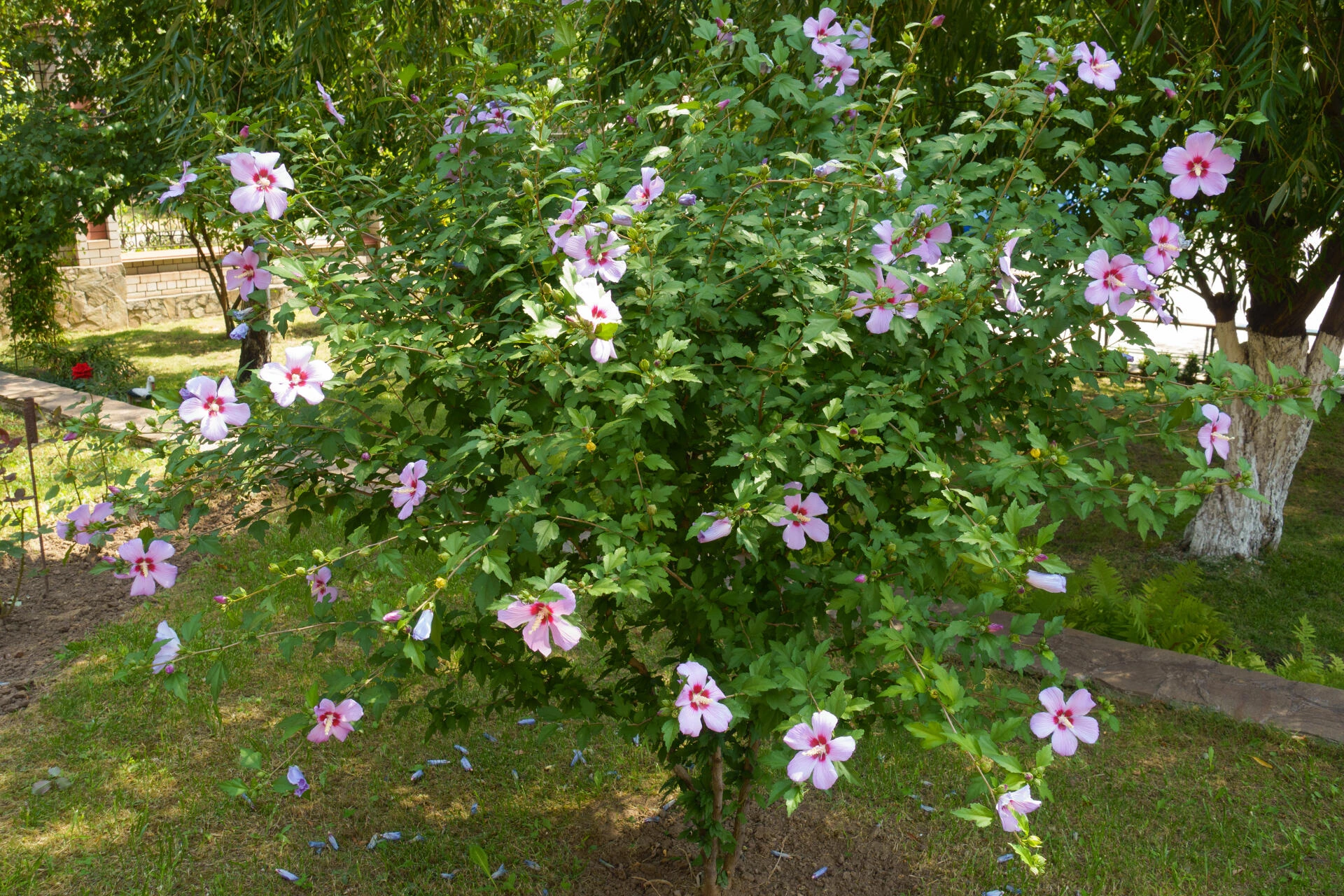 HIBISCUS syriacus