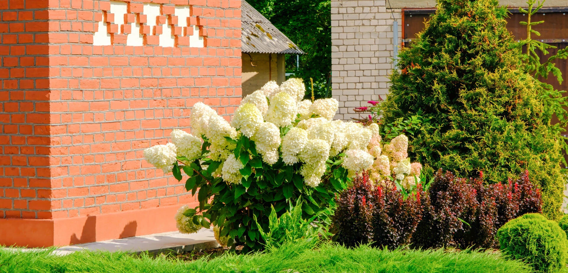 HYDRANGEA paniculata