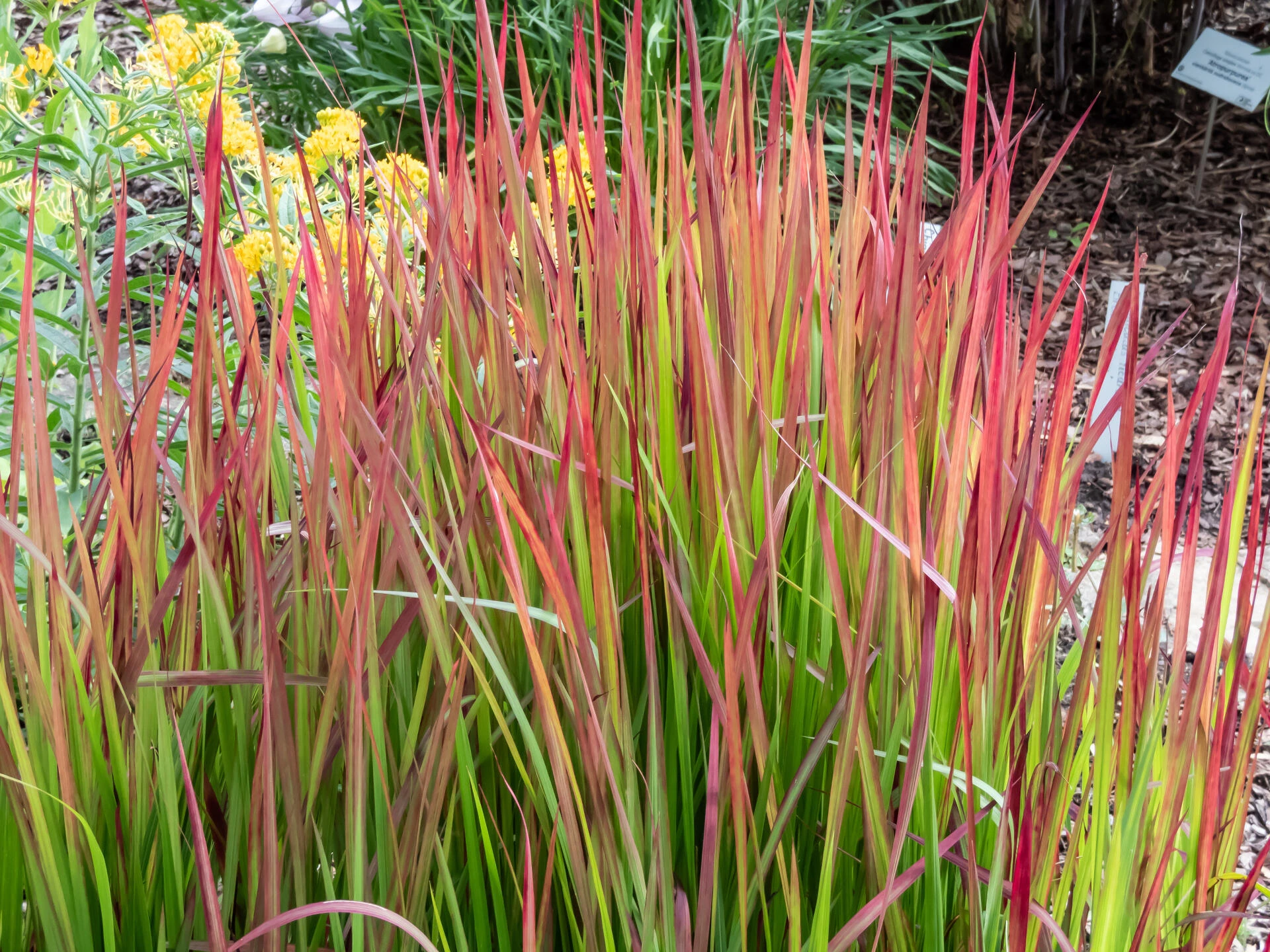 IMPERATA cylindrica
