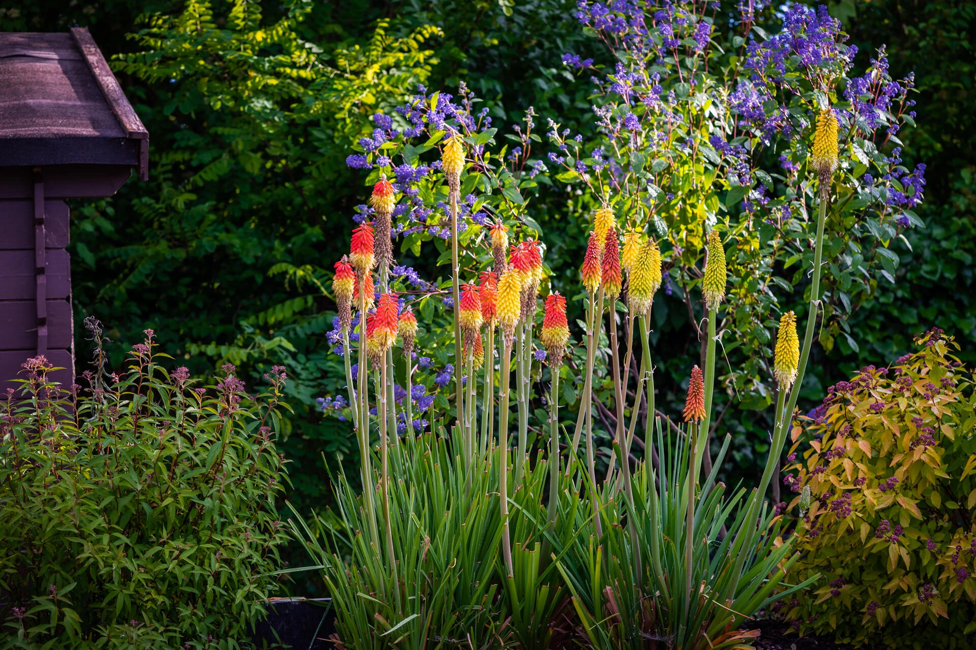 KNIPHOFIA ‘Alcazar