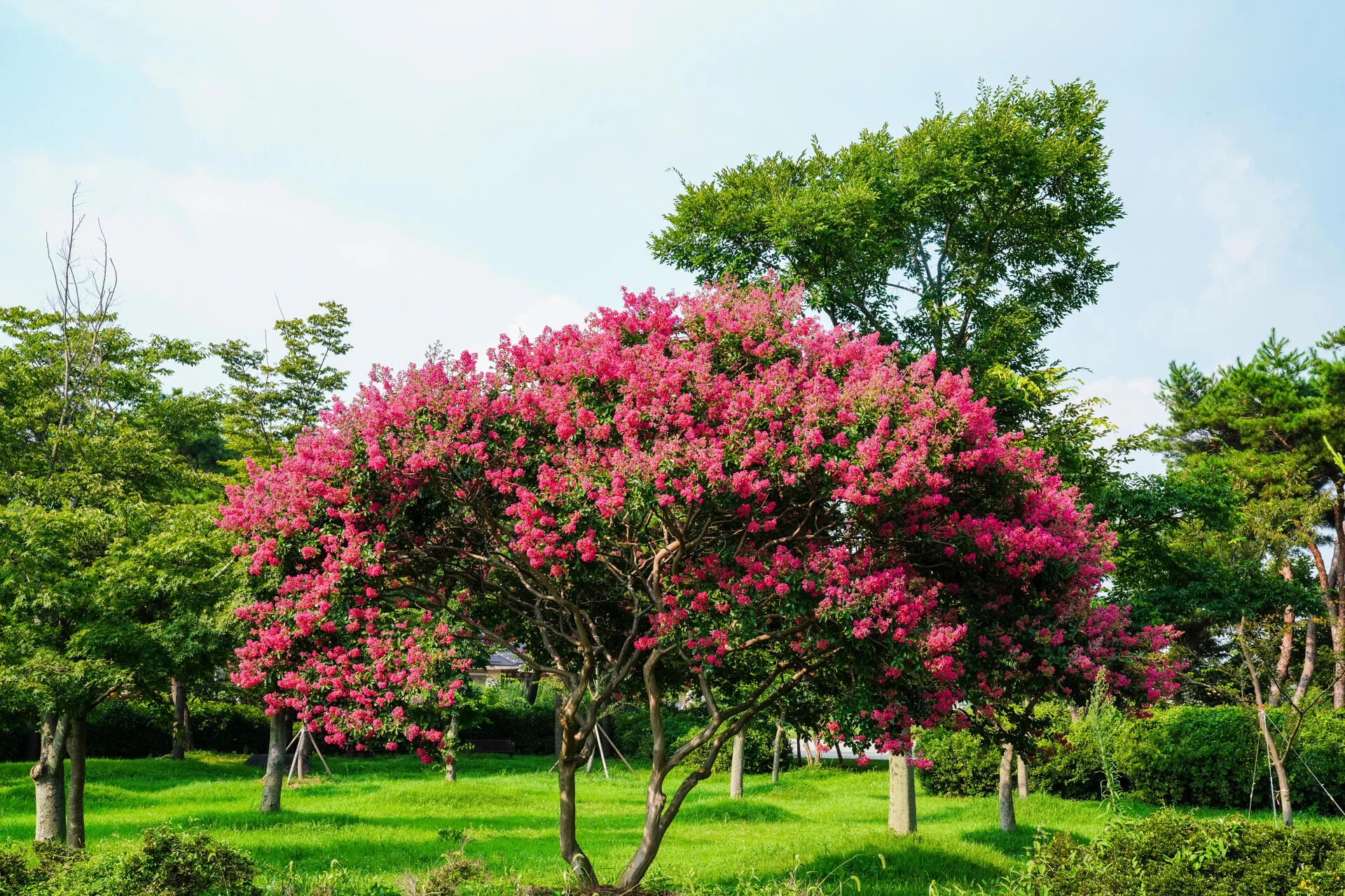 LAGERSTROEMIA indica