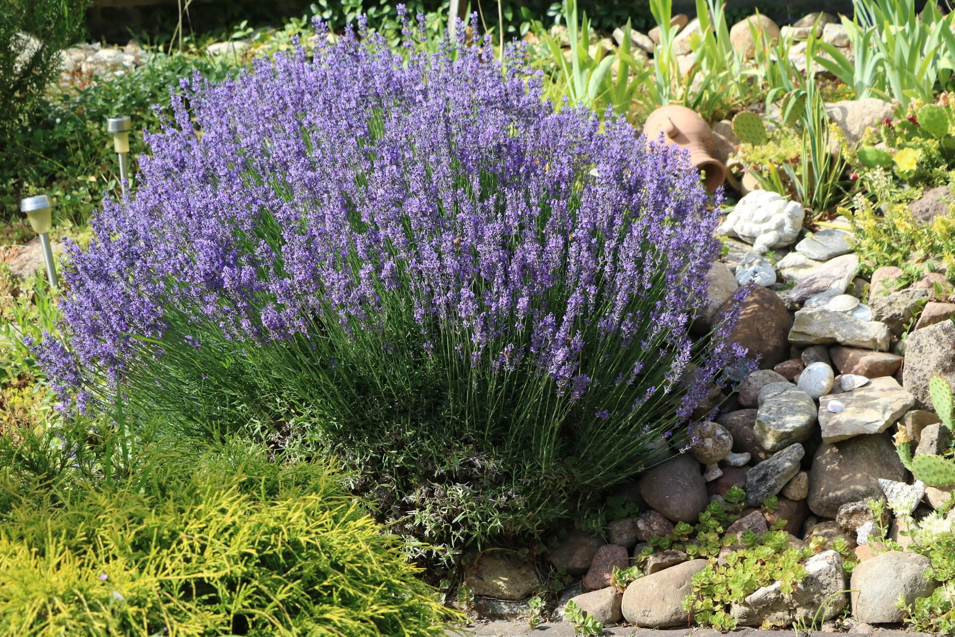 LAVANDULA angustifolia