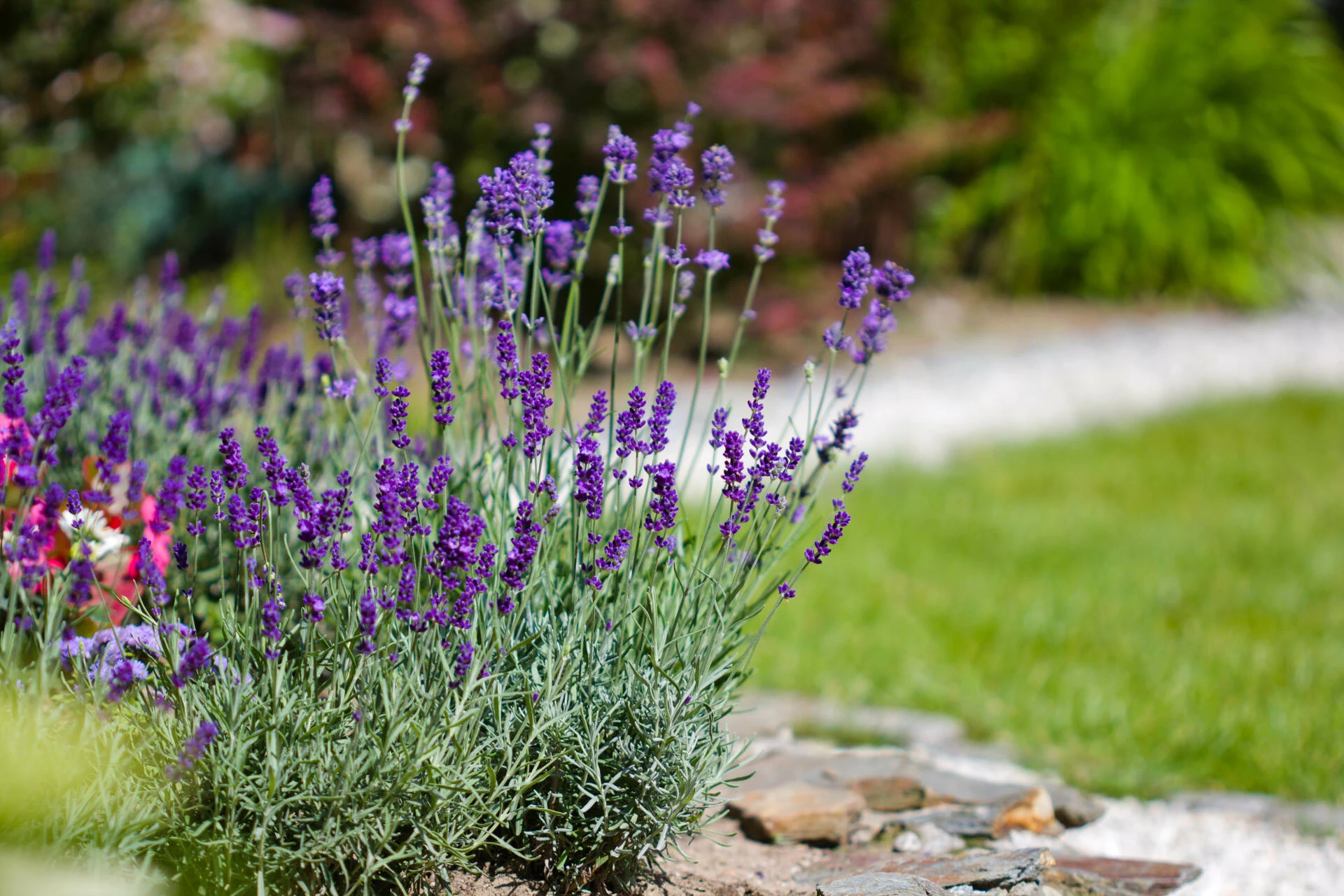 LAVANDULA stoechas