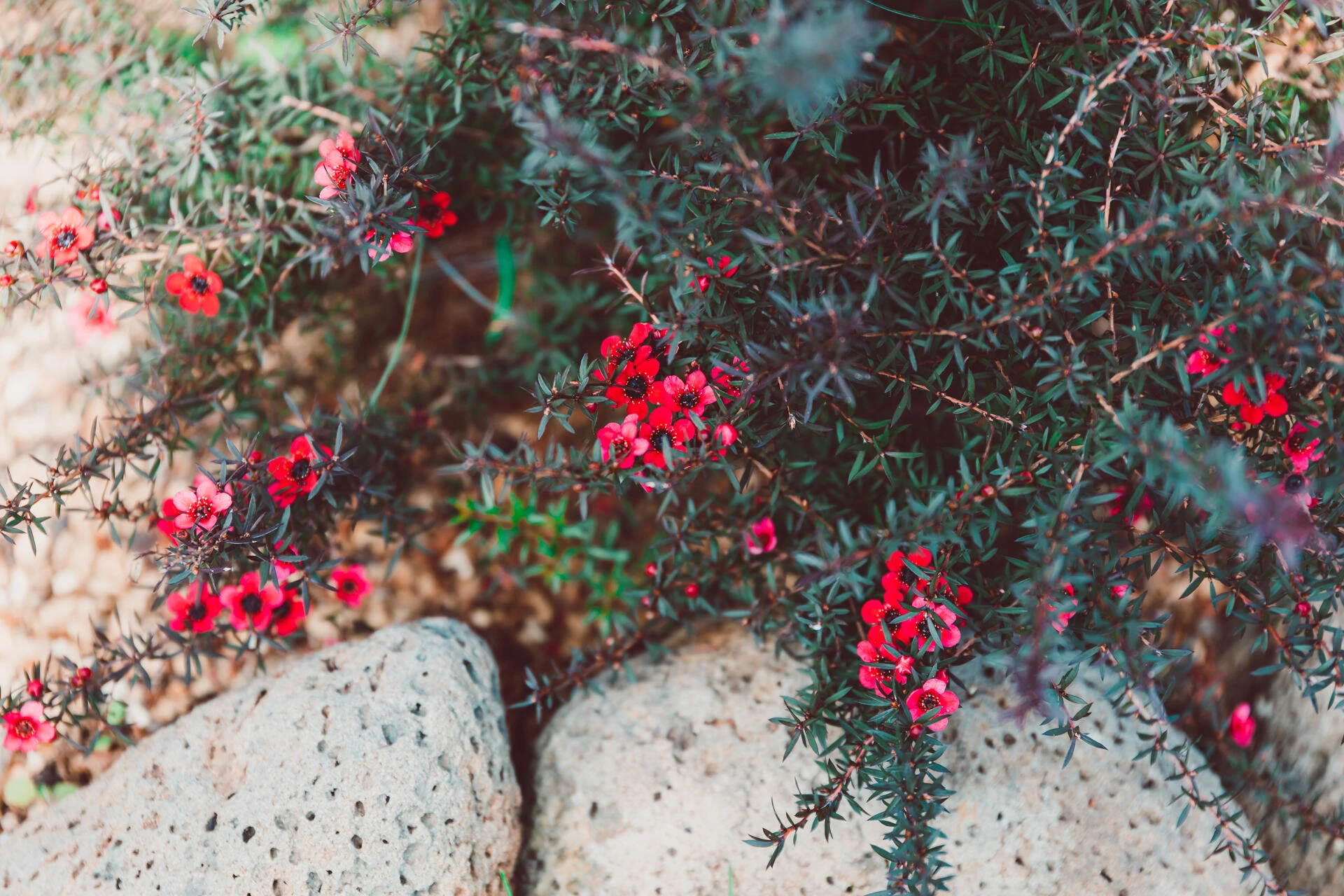 LEPTOSPERMUM scoparium